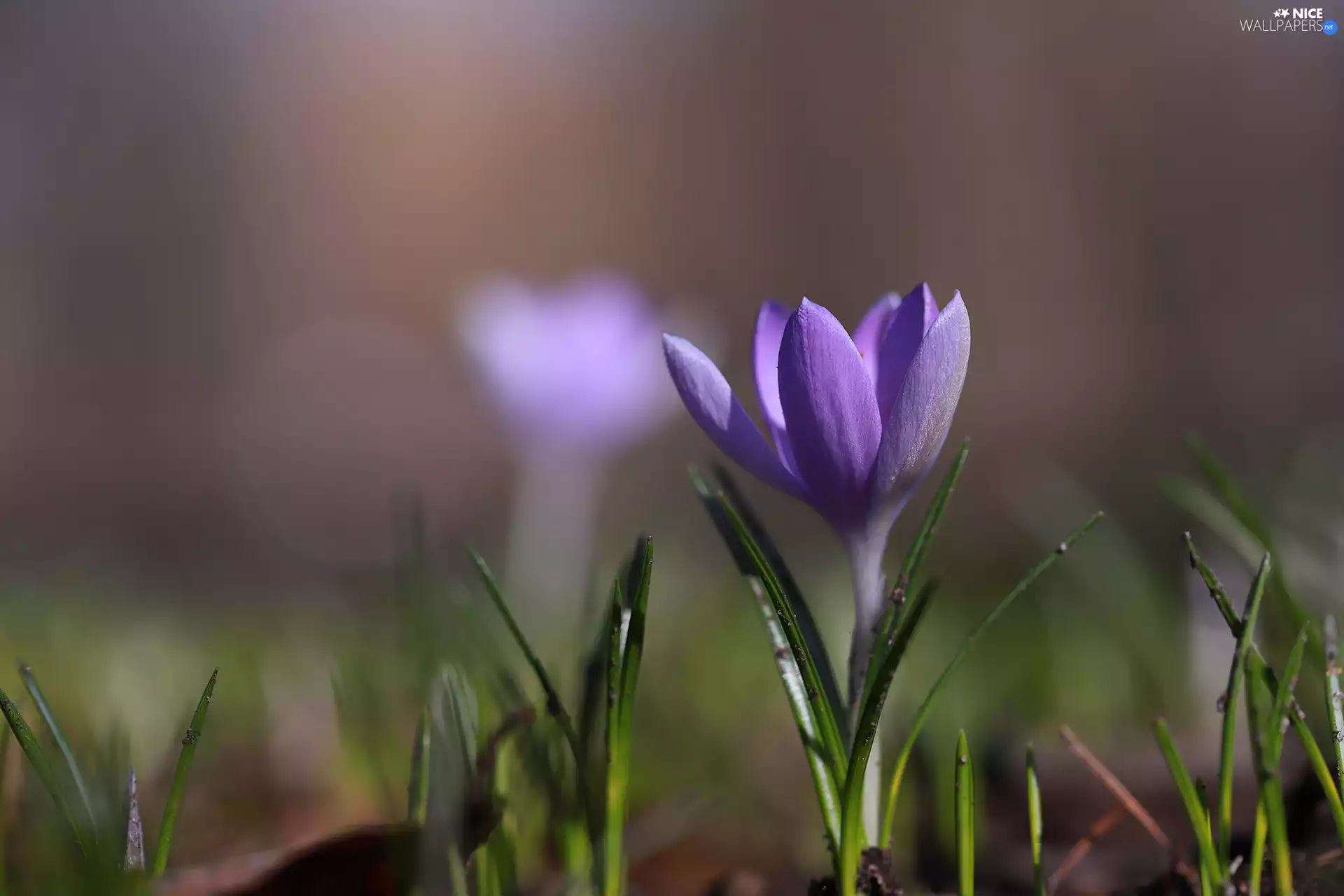 Violet, rapprochement, Colourfull Flowers, crocus