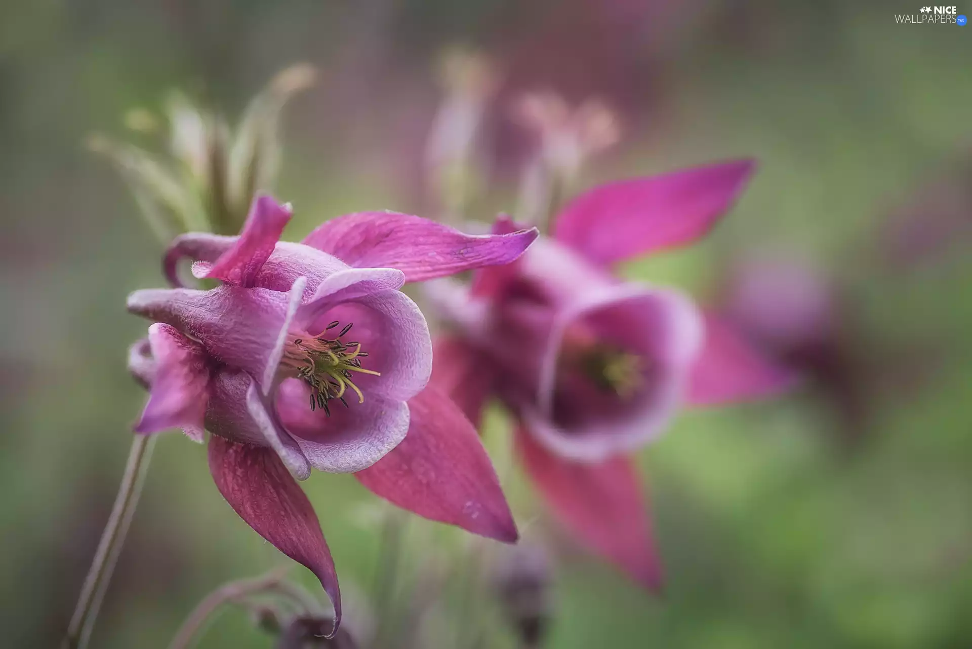 rapprochement, Flowers, columbine