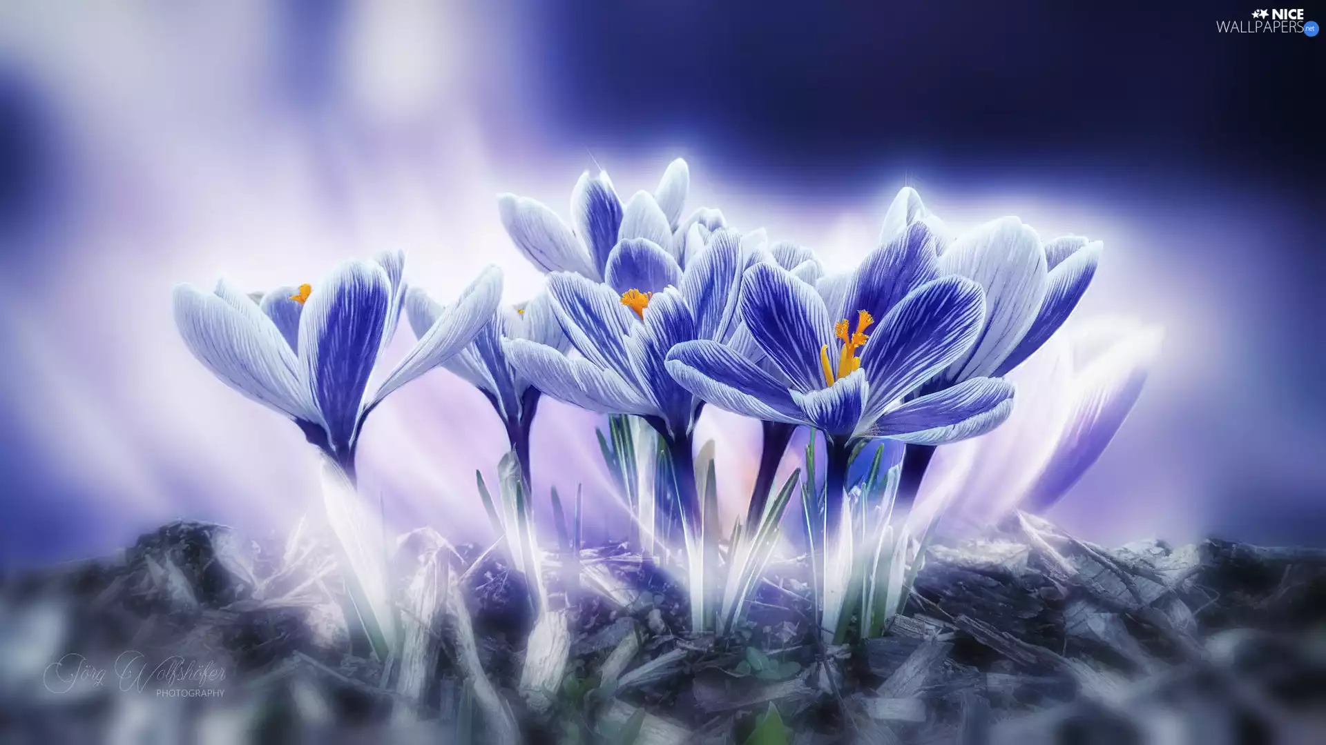 rapprochement, Blue, crocuses