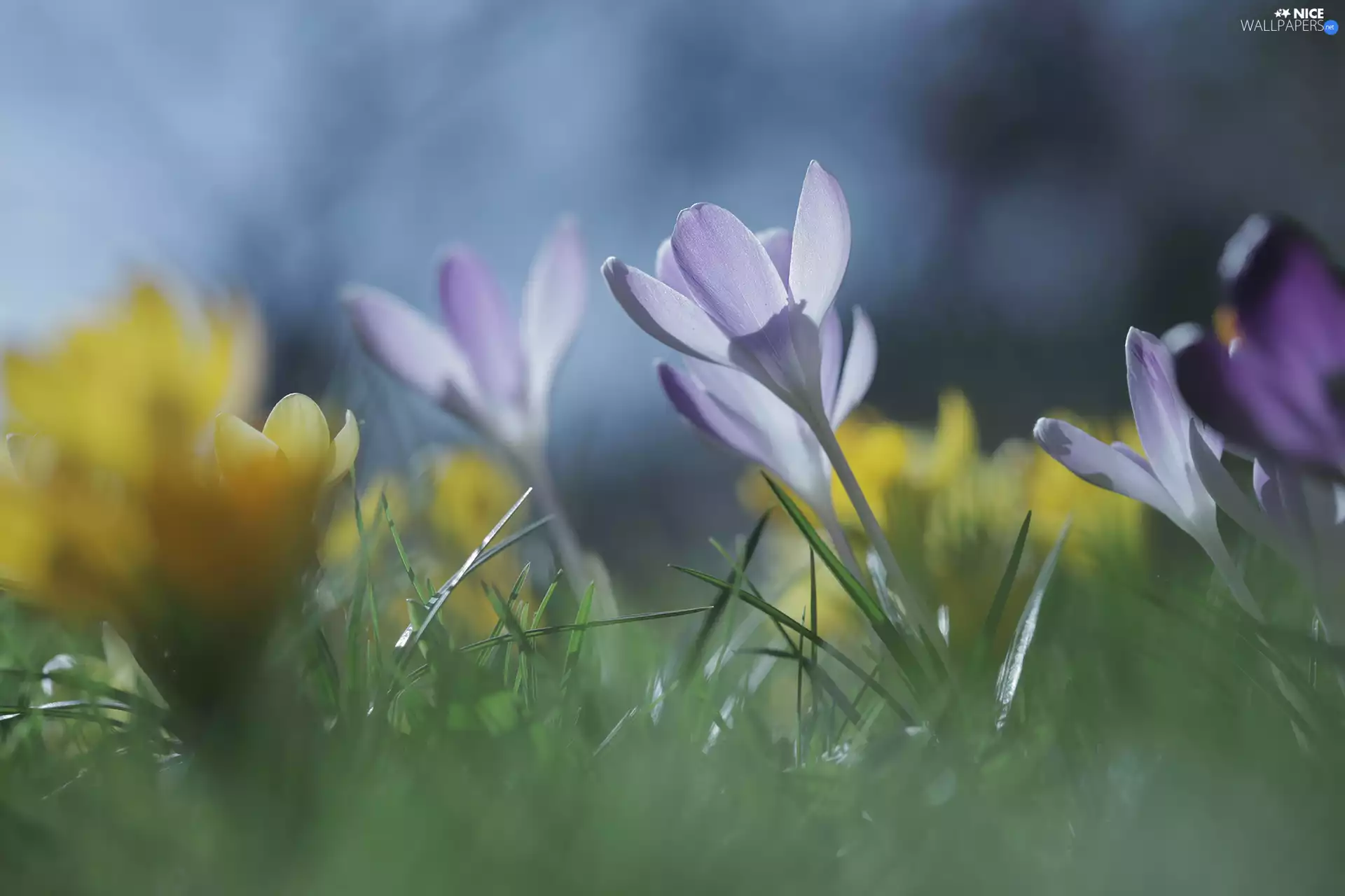 grass, rapprochement, crocuses, Flowers, lilac