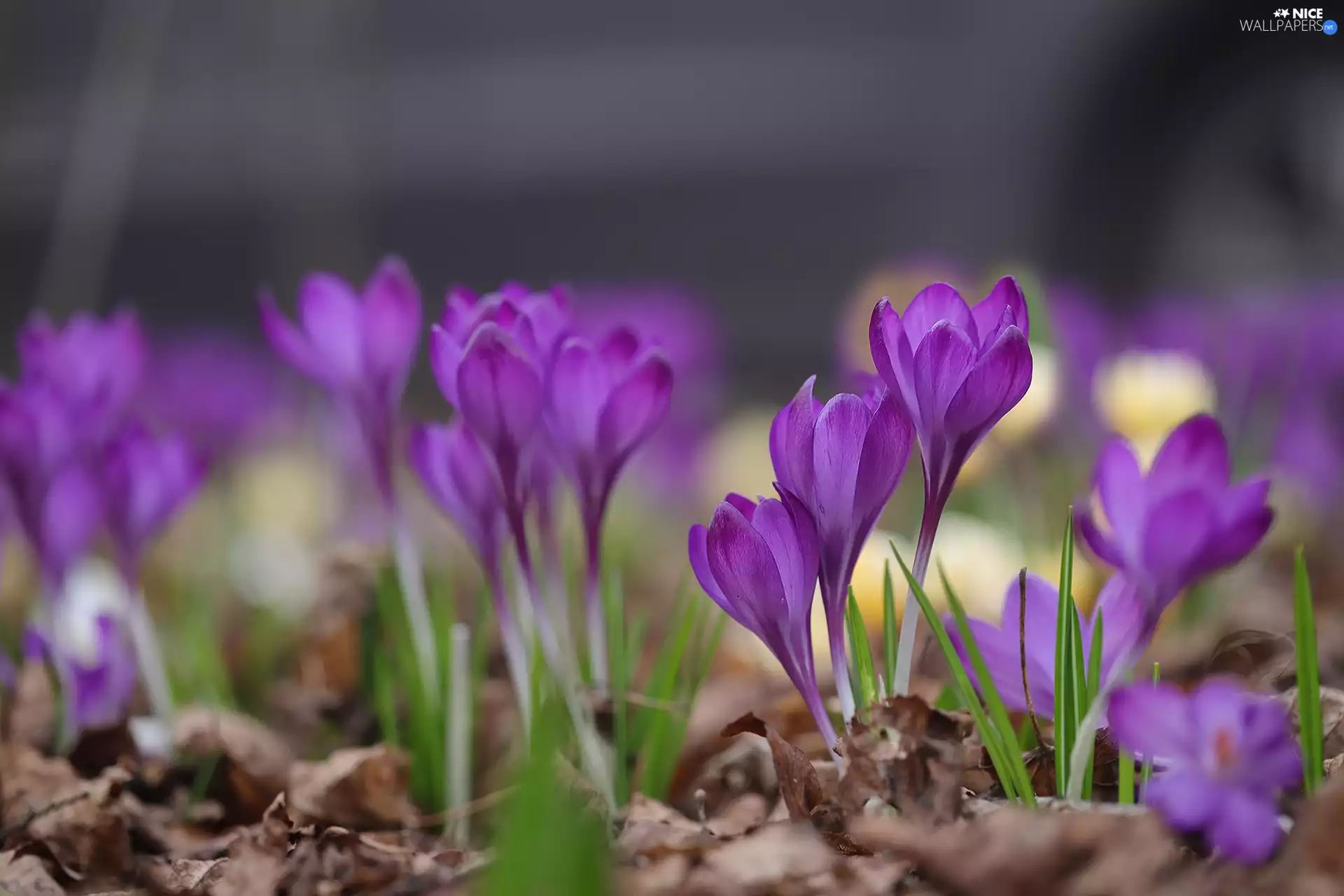 Leaf, rapprochement, crocuses, Flowers, purple