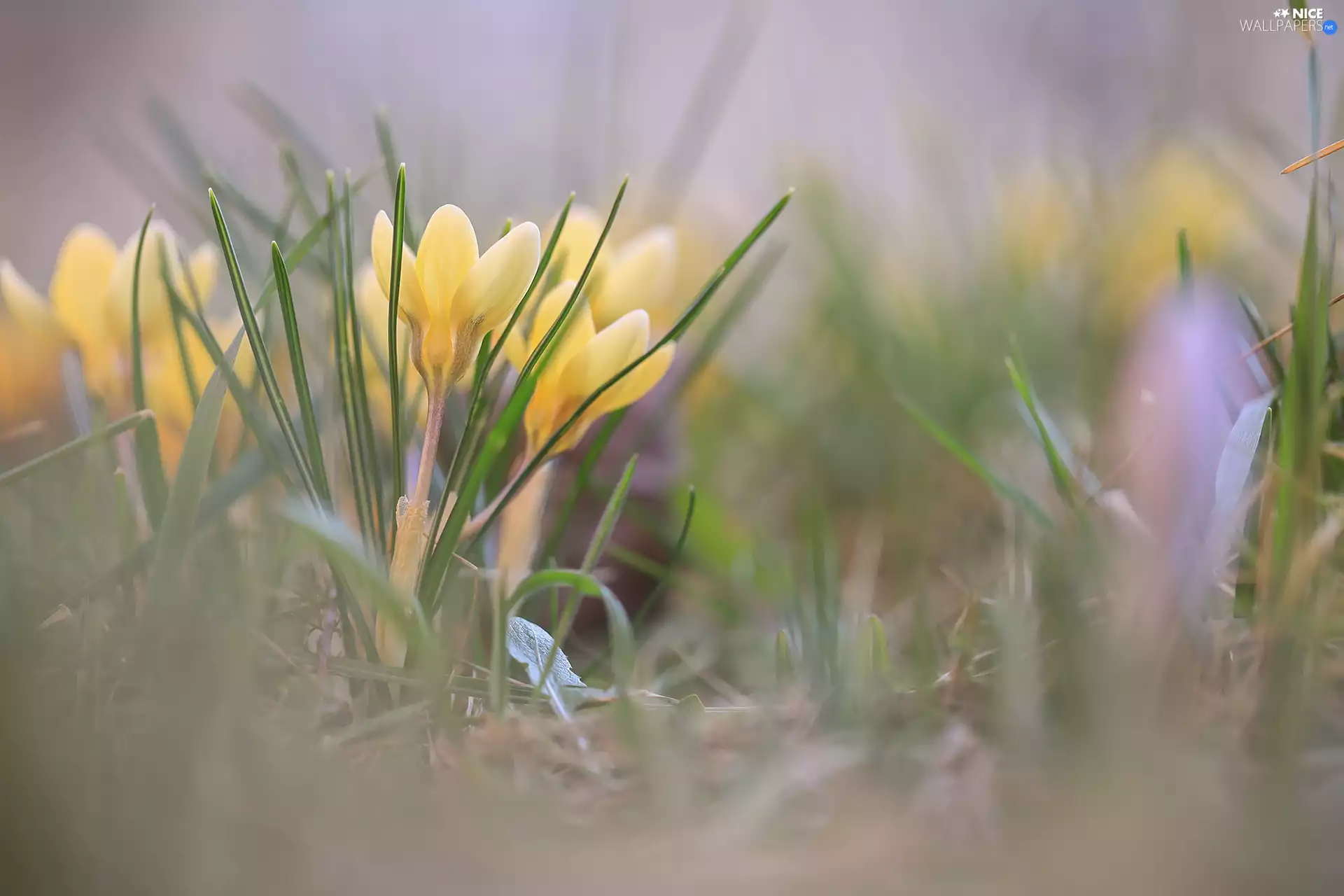 rapprochement, Yellow, crocuses
