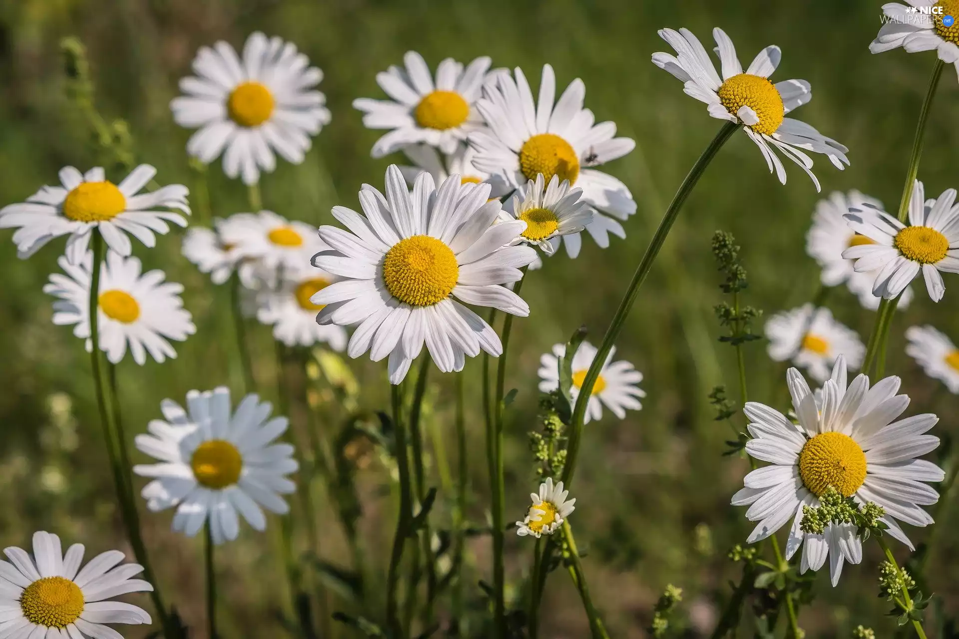 rapprochement, Flowers, daisy