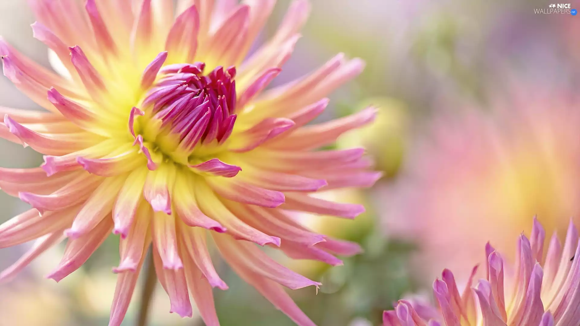 Colourfull Flowers, Dalia, rapprochement, Pink and yellow