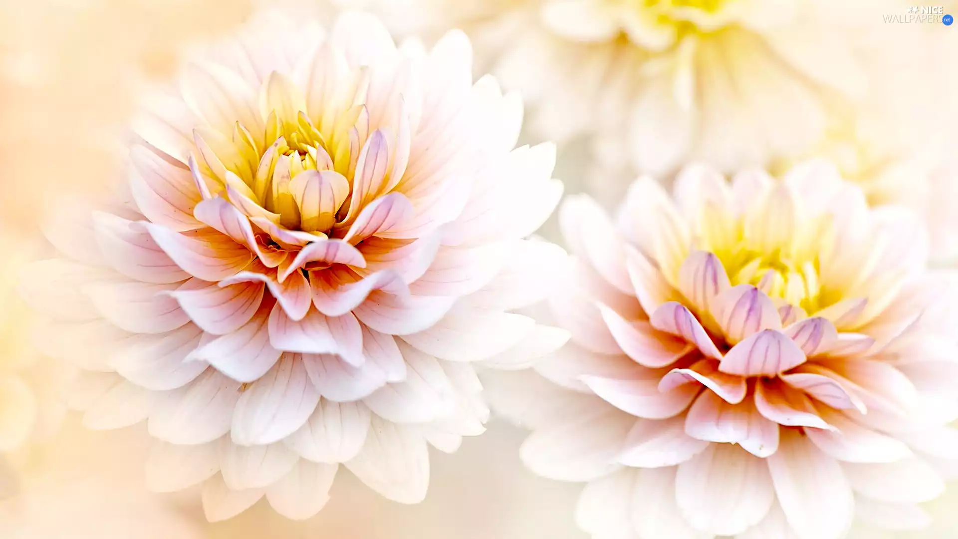 rapprochement, Flowers, Dalia