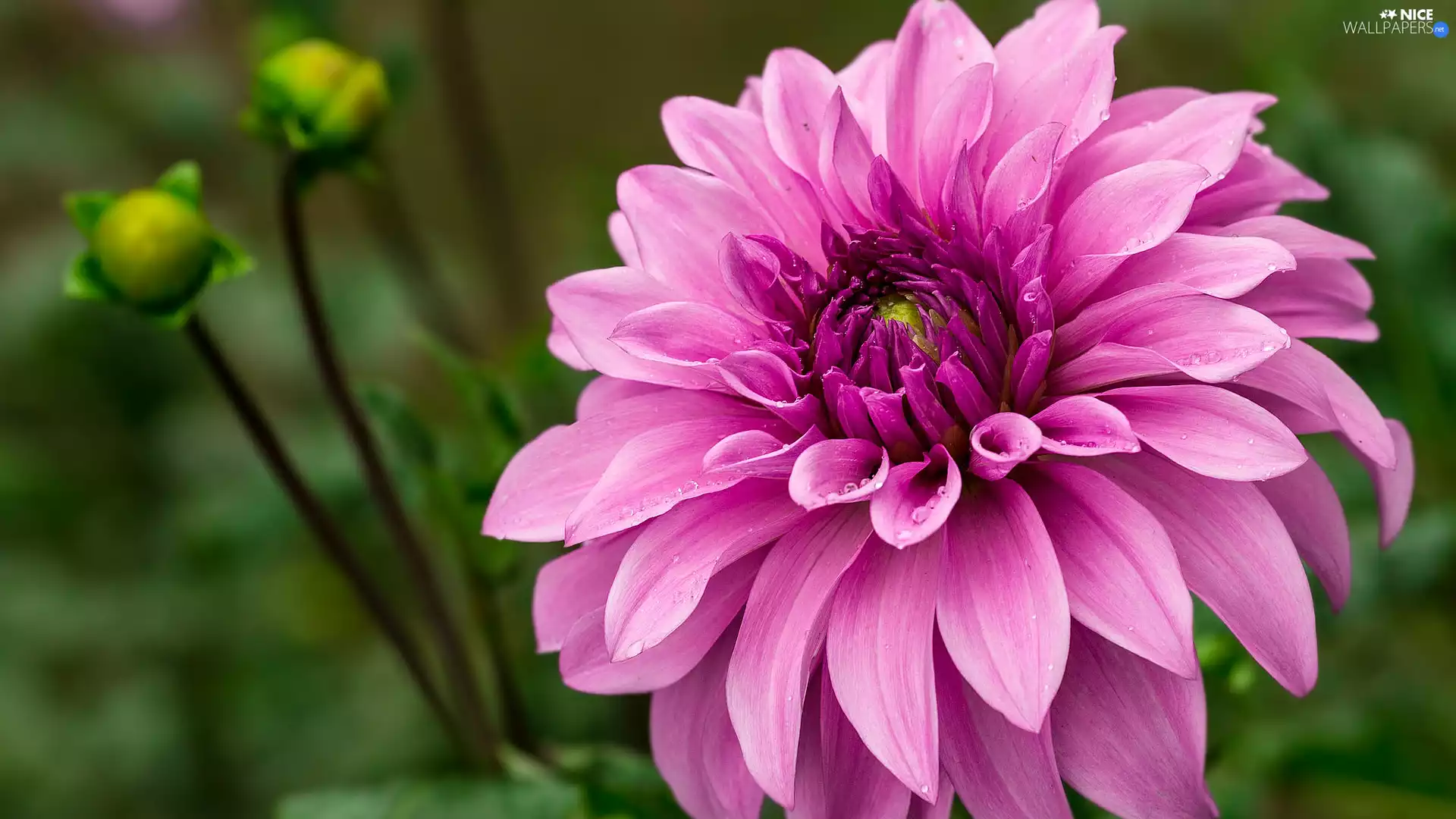 rapprochement, Pink, Dalia