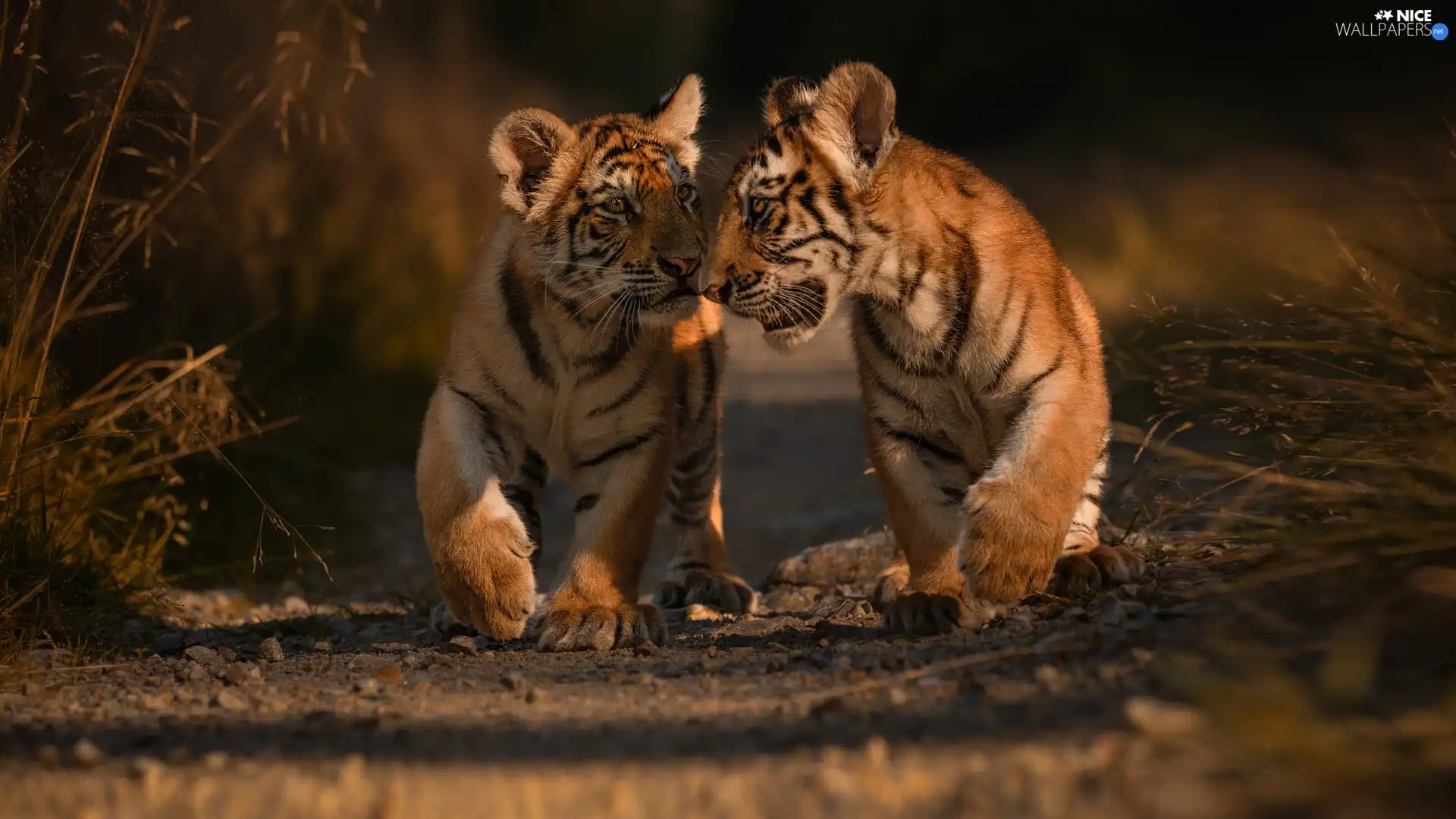 Two cars, tigress, rapprochement, little doggies
