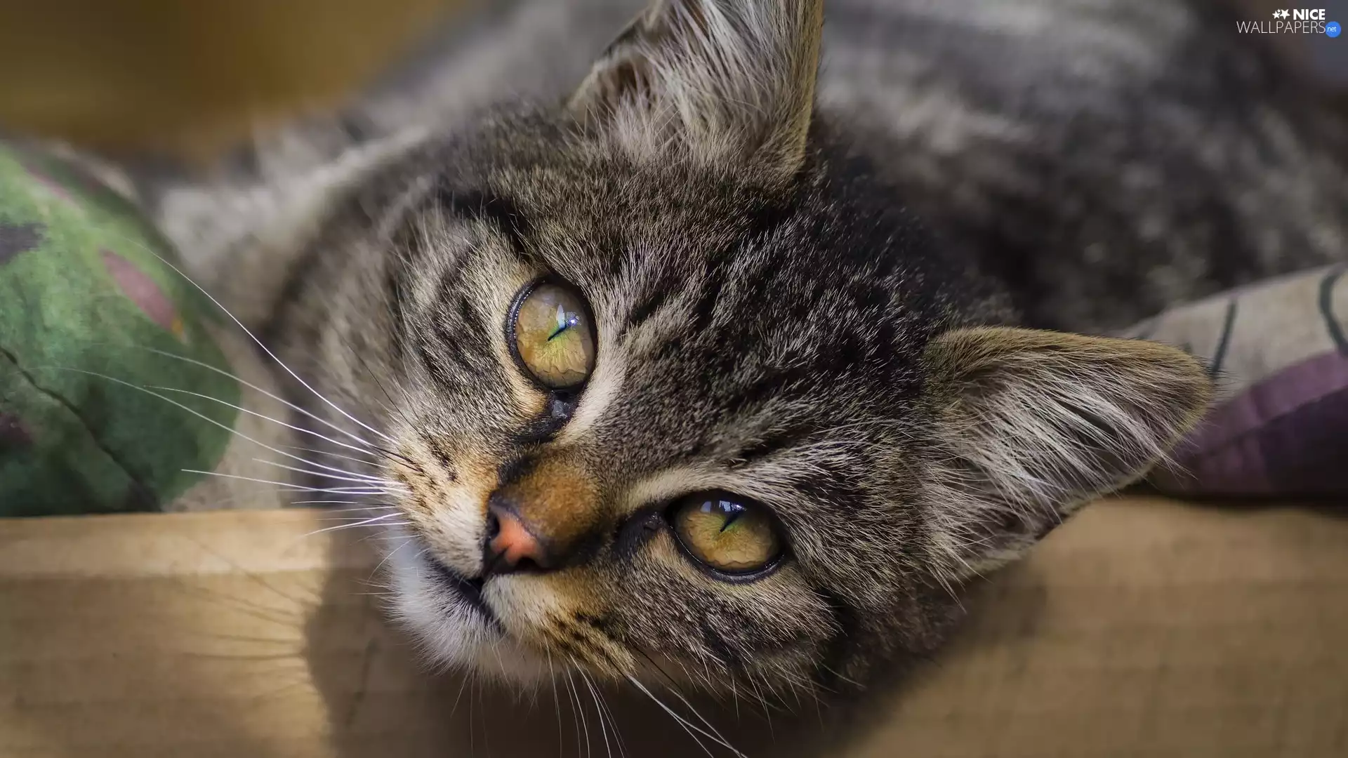 rapprochement, cat, dun