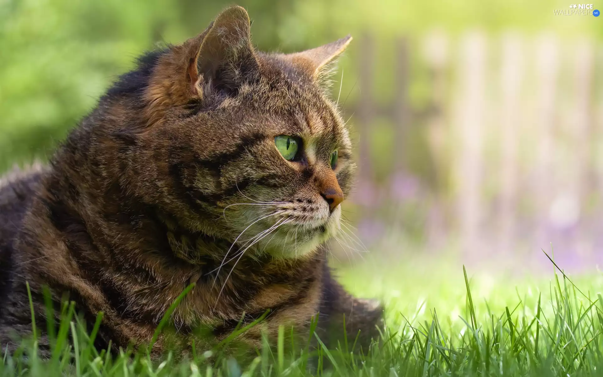 rapprochement, cat, Dun