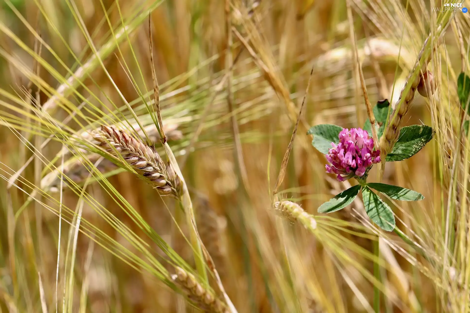 trefoil, rapprochement, Ears, wheat, corn