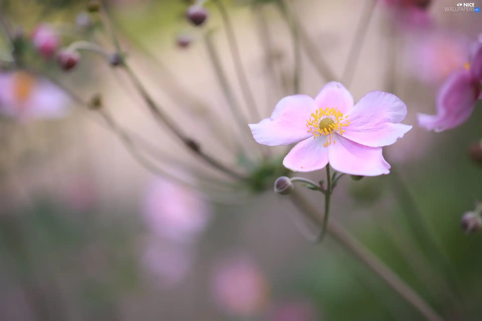 Pink, Japanese anemone, rapprochement, Colourfull Flowers