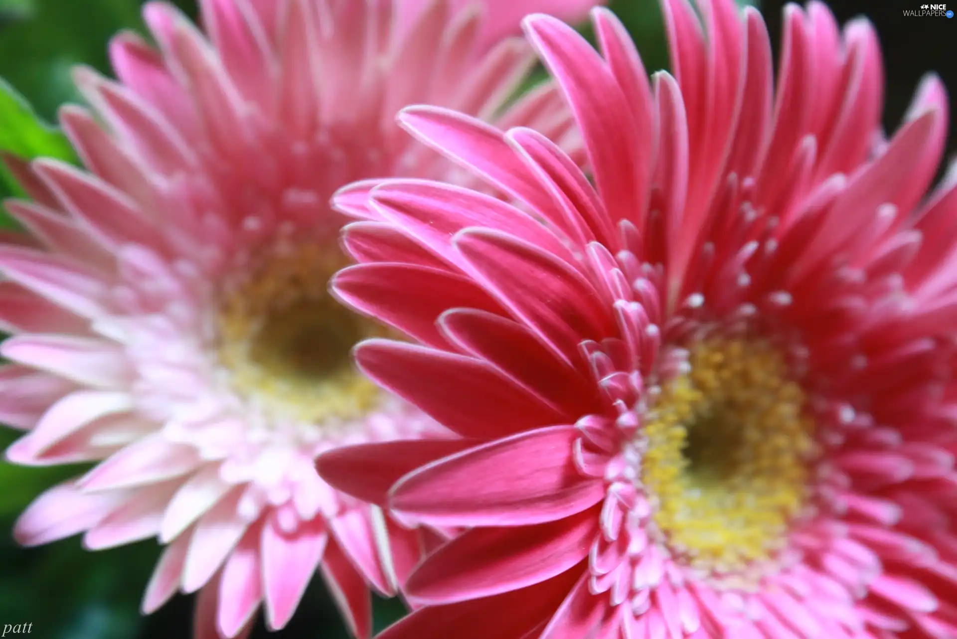 Flowers, gerberas, rapprochement, Pink