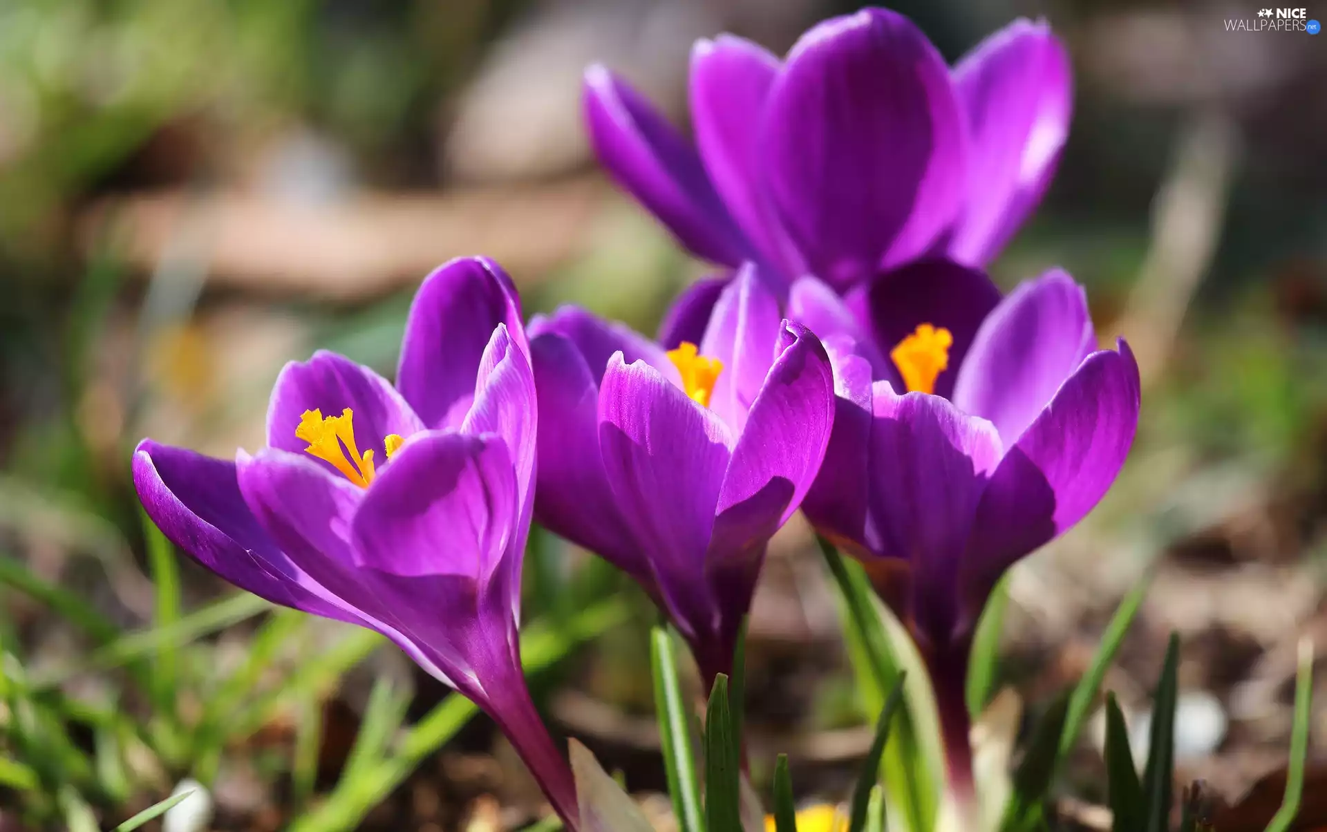 purple, rapprochement, Flowers, crocuses, illuminated