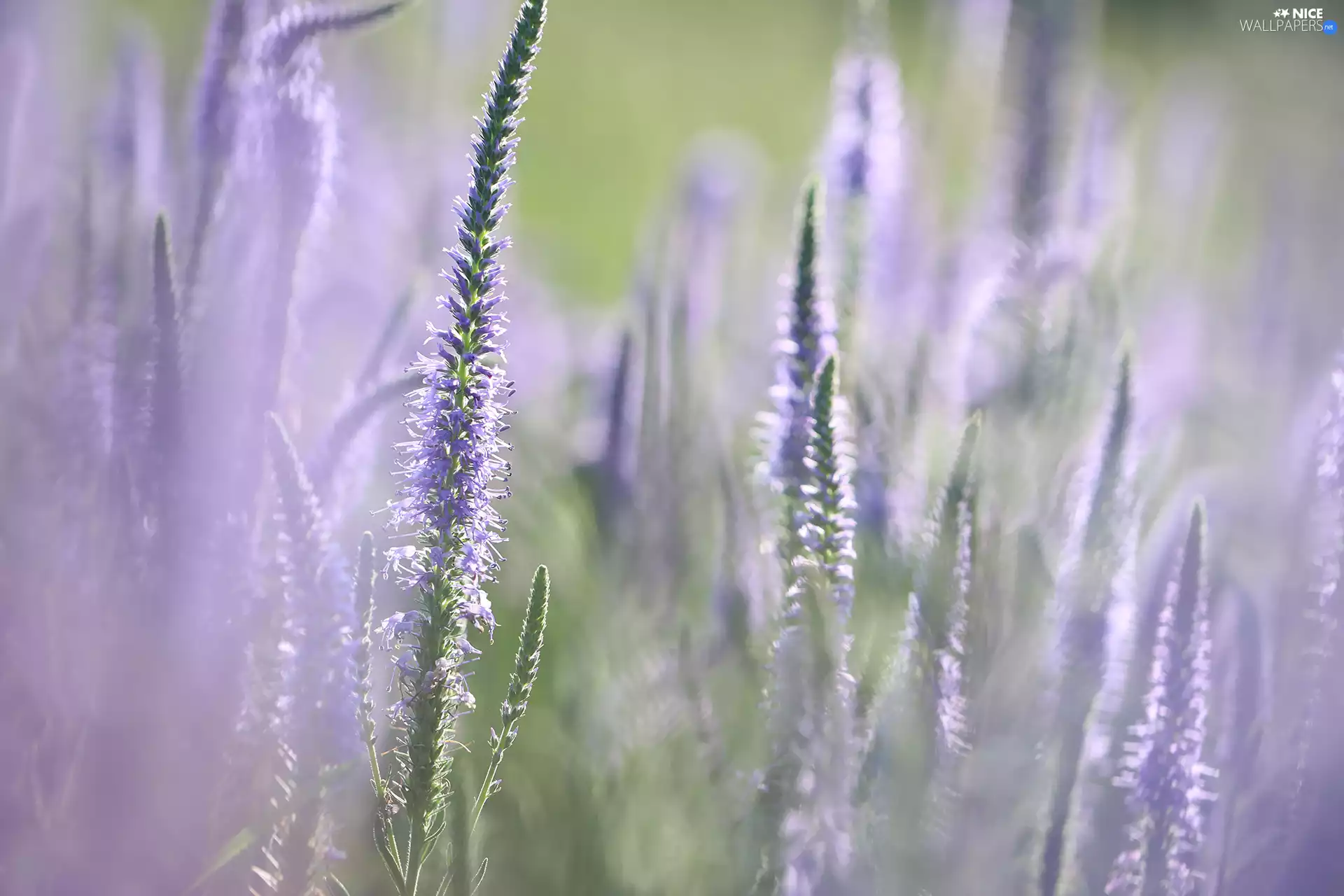 rapprochement, purple, Flowers