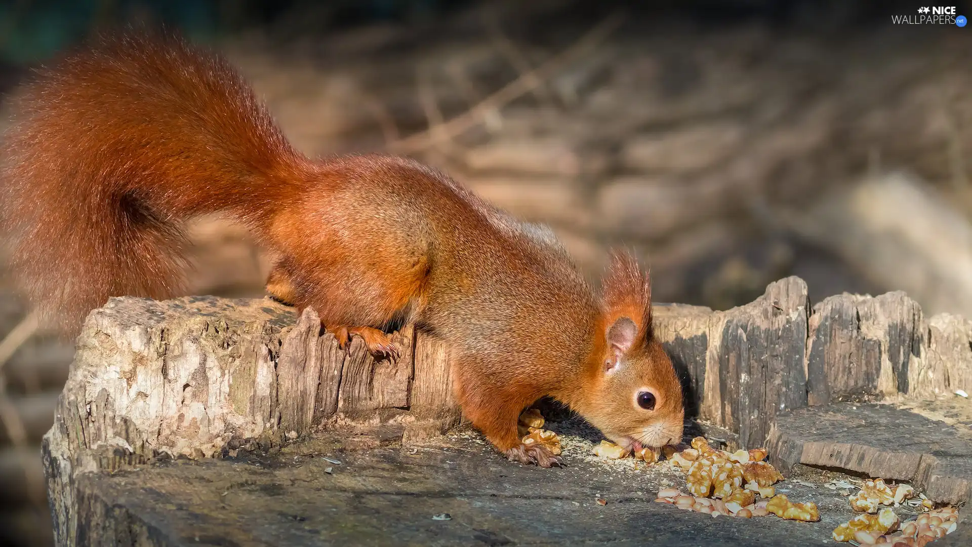 rapprochement, squirrel, Ginger