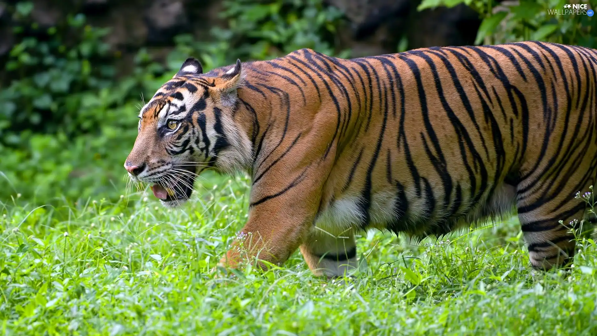 grass, Bengal Tiger, rapprochement