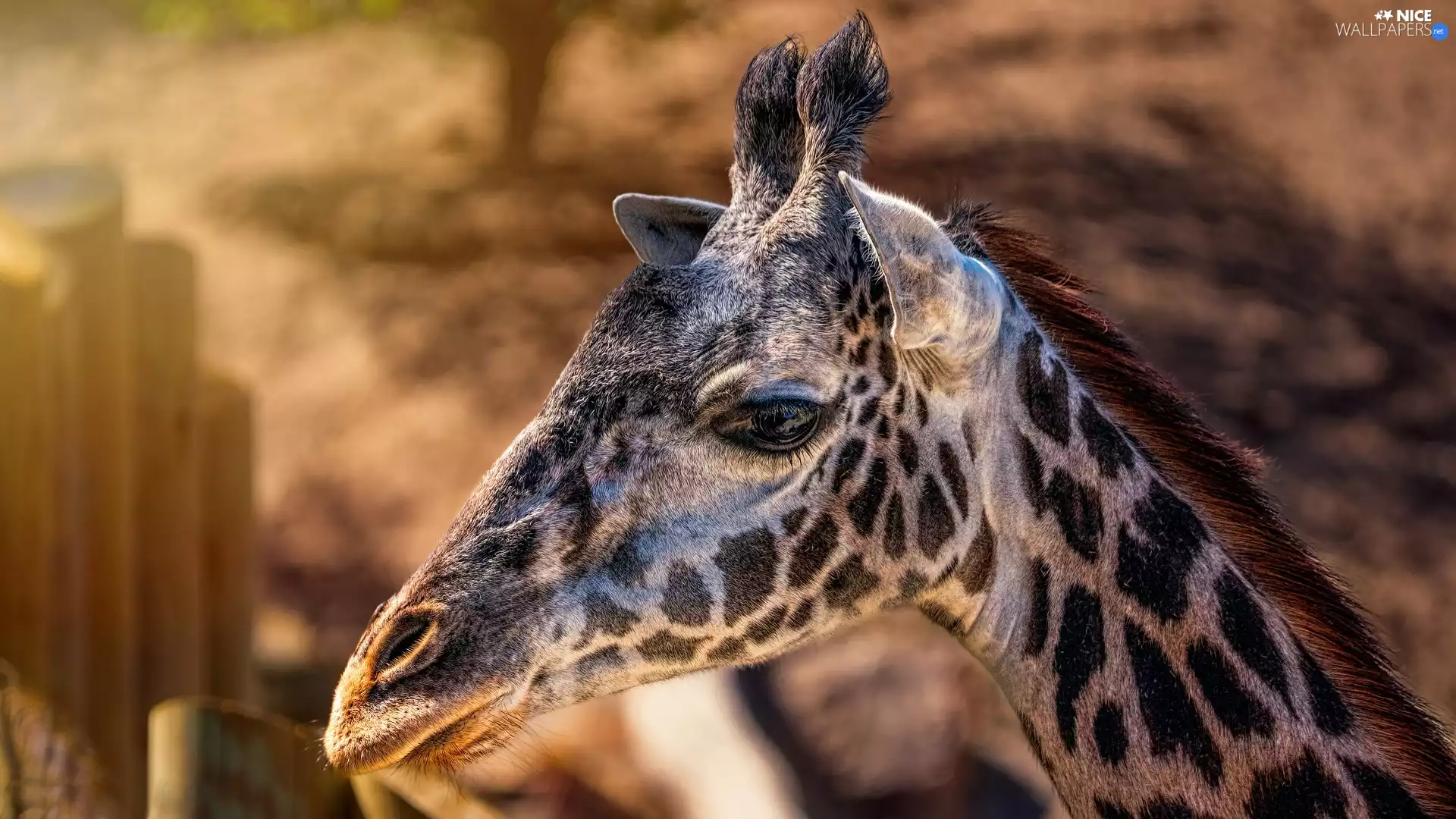 rapprochement, giraffe, Head