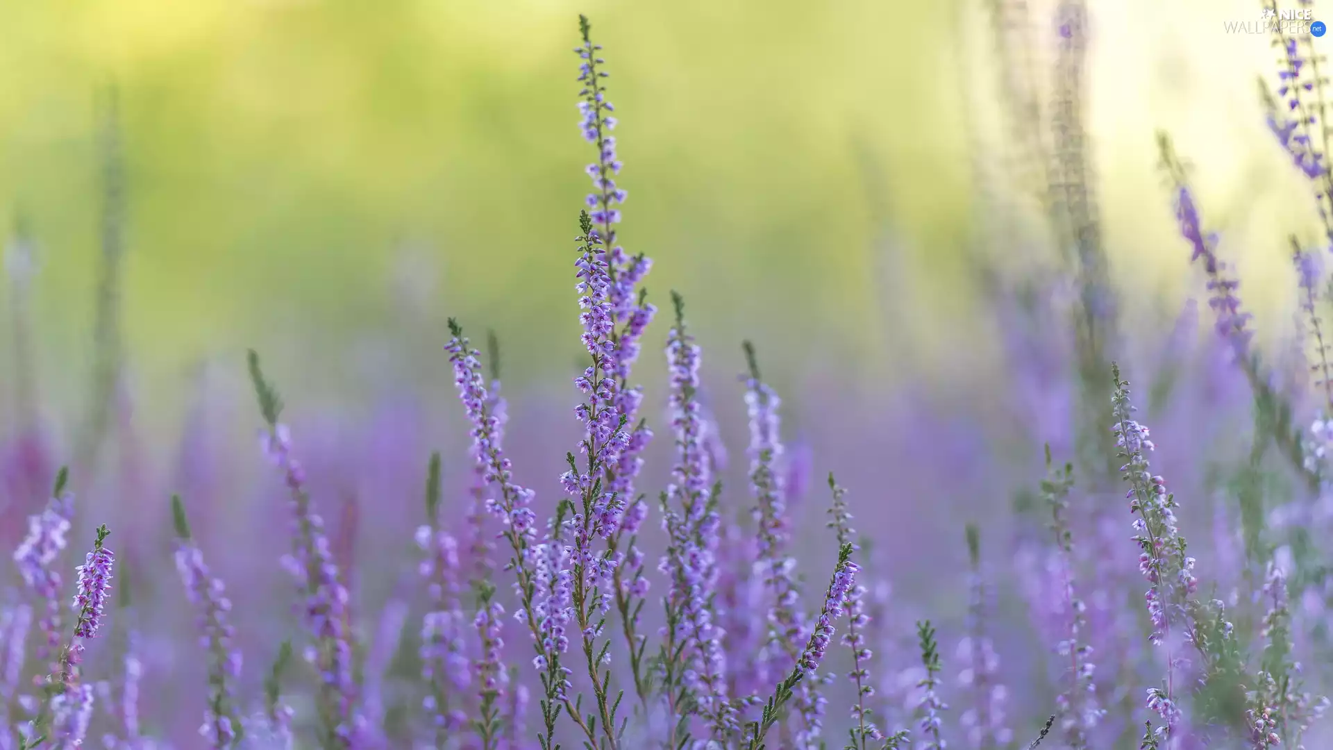 rapprochement, lilac, heather