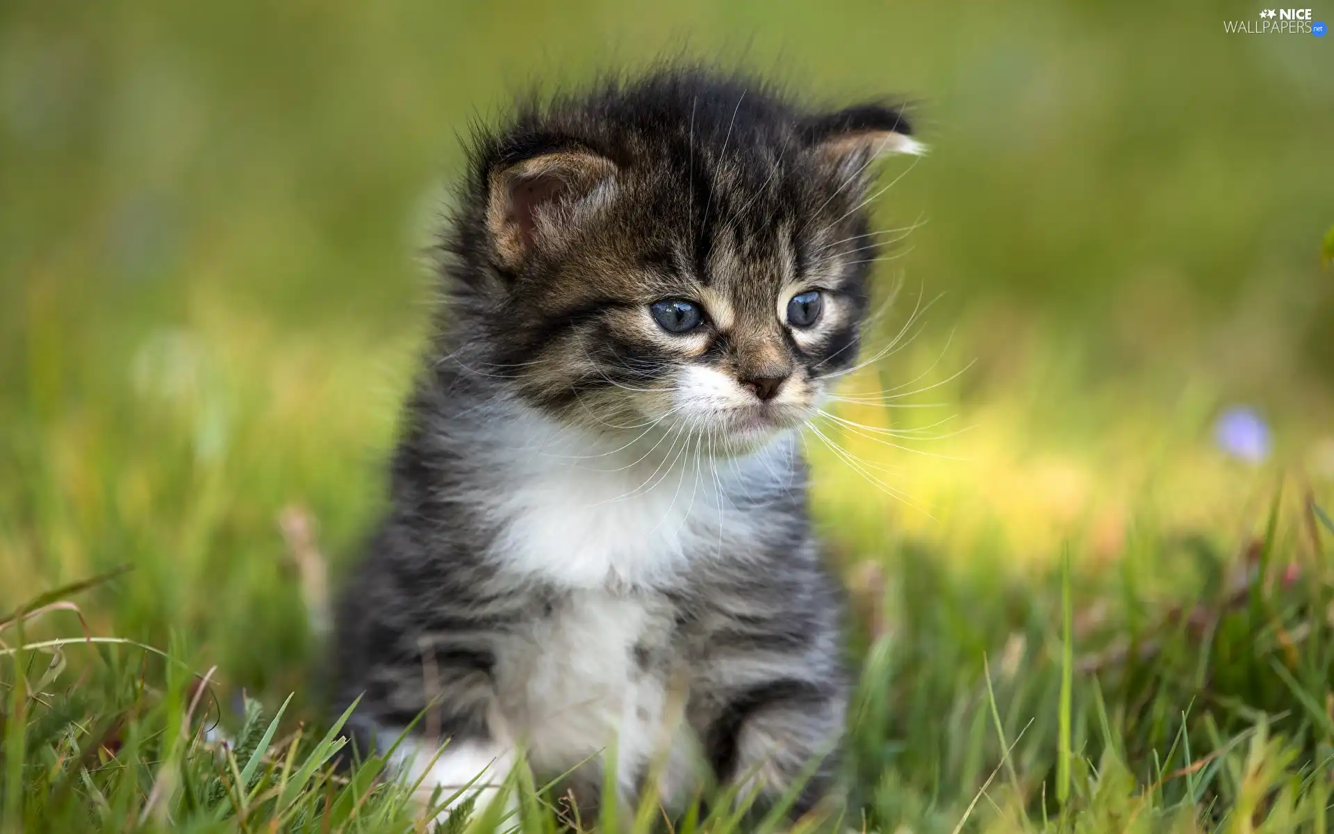rapprochement, small, kitten