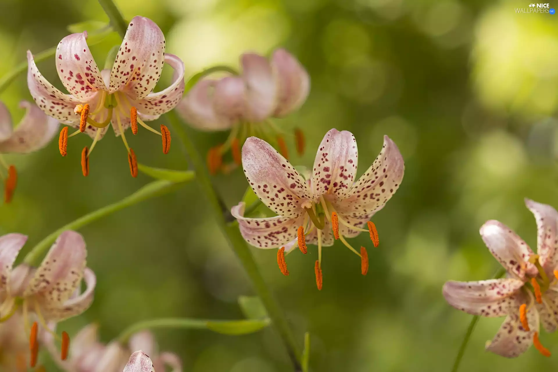rapprochement, Flowers, lilies