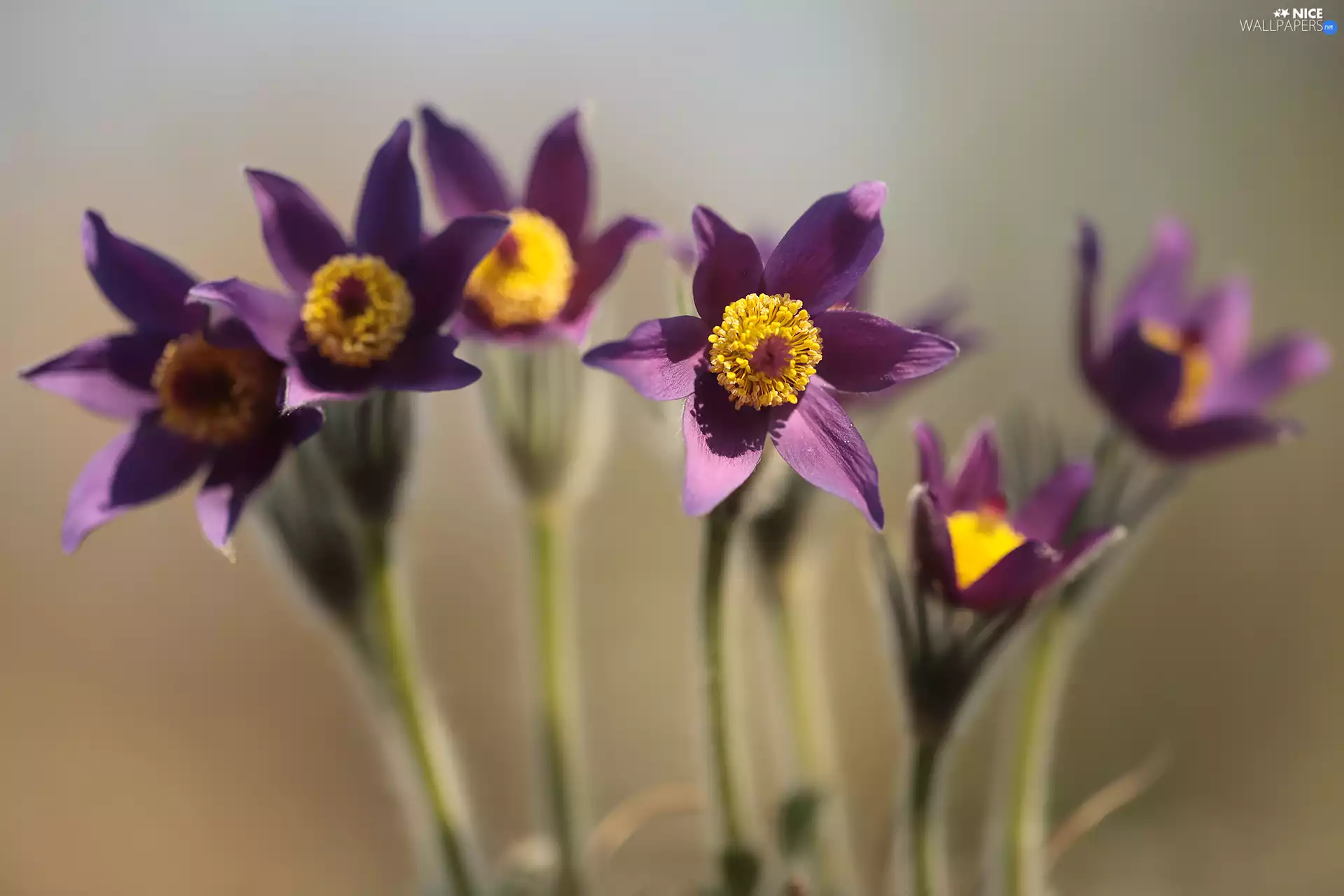 pasque, purple, Flowers, rapprochement