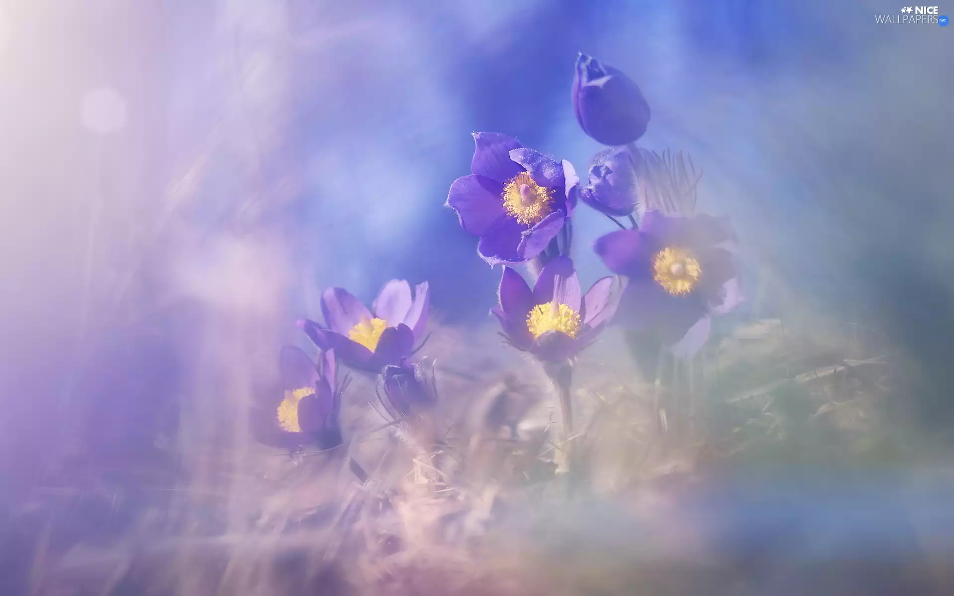 rapprochement, purple, pasque