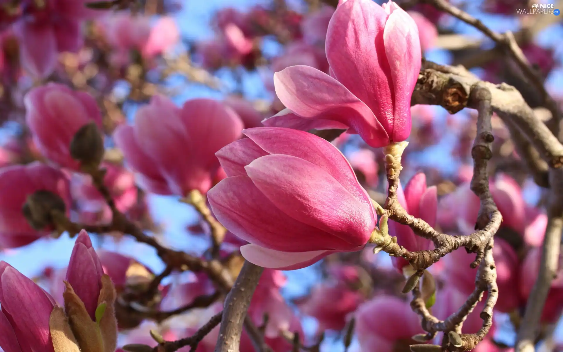 Twigs, rapprochement, Pink, Flowers, Magnolia
