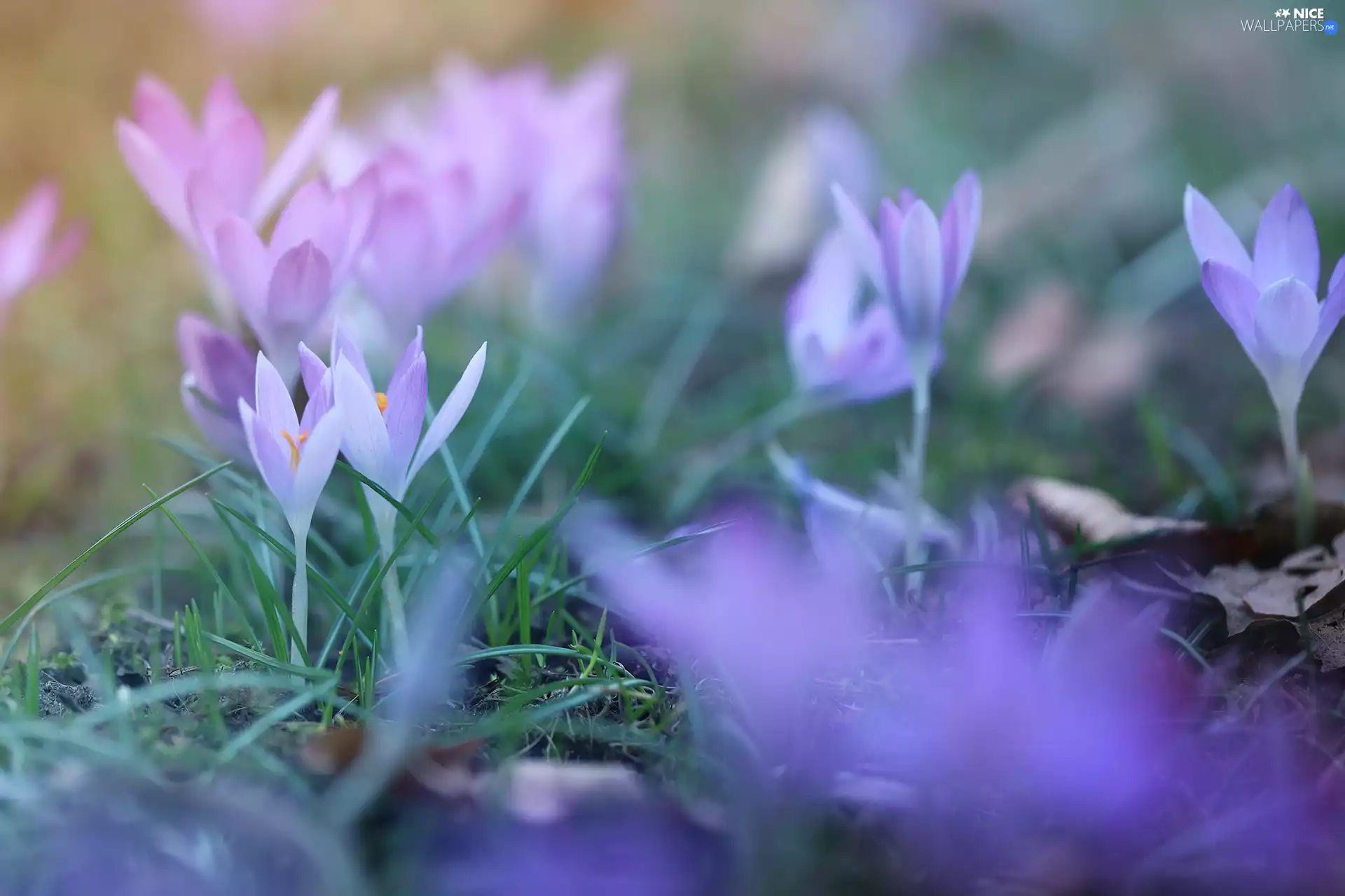 grass, rapprochement, purple, Flowers, crocuses