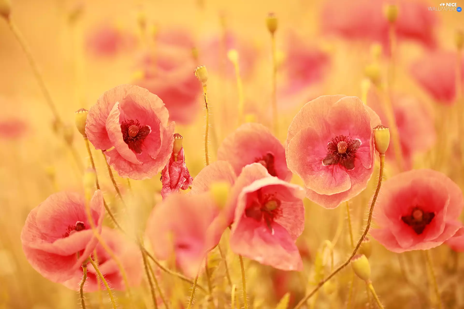 Meadow, rapprochement, Red, Flowers, papavers