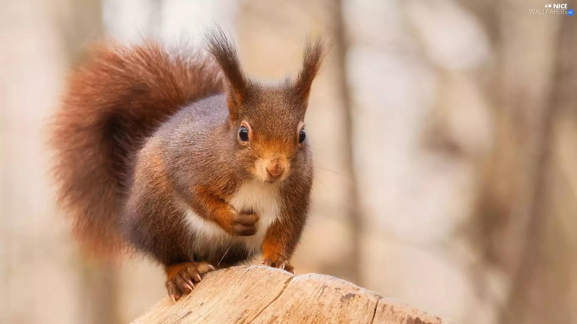 rapprochement, squirrel, trunk