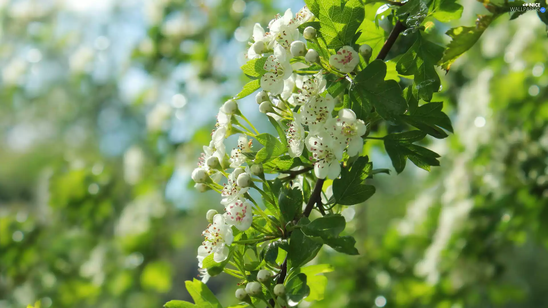 Flowers, rapprochement, twig, White, haw