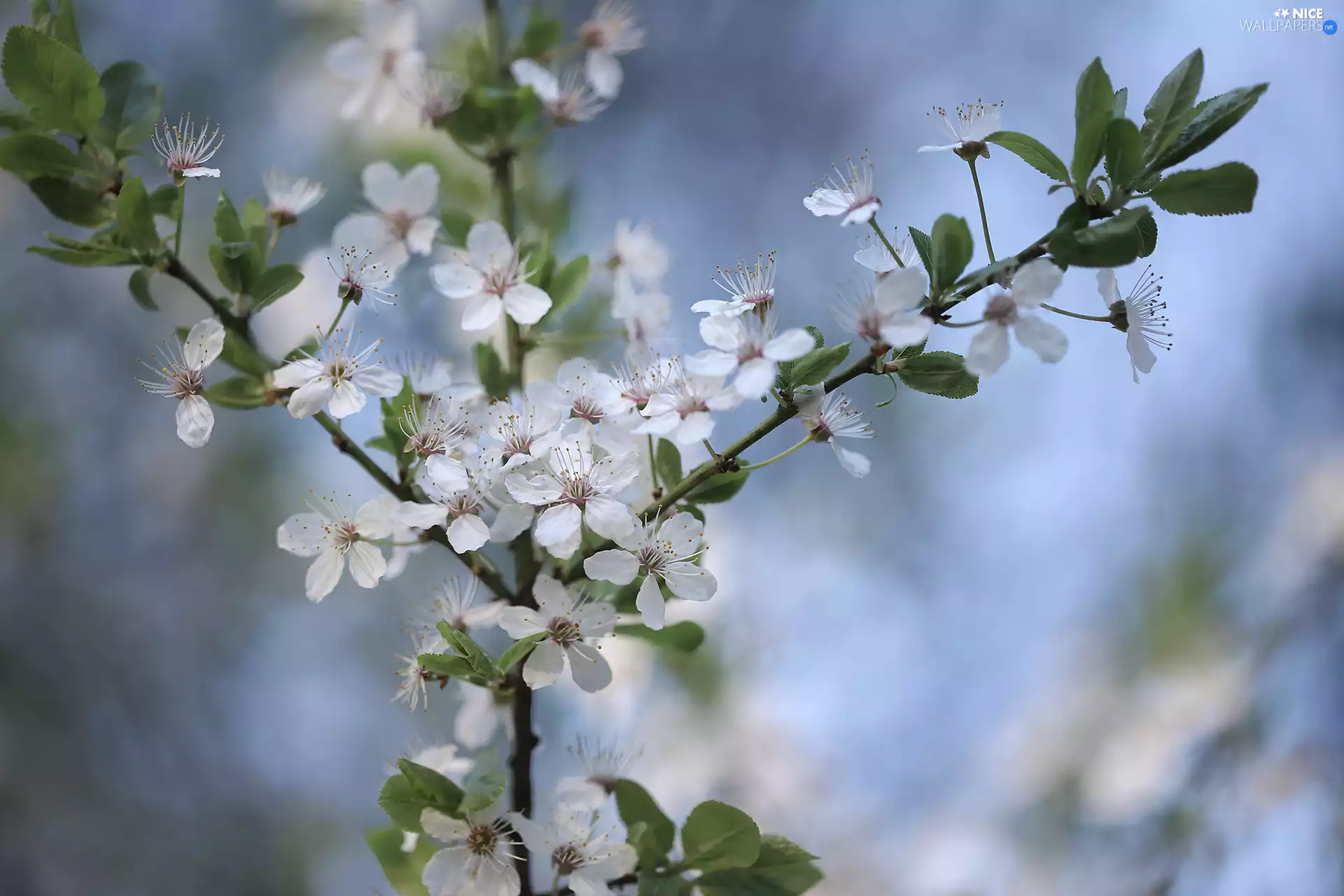 Flowers, Fruit Tree, rapprochement, White, twig