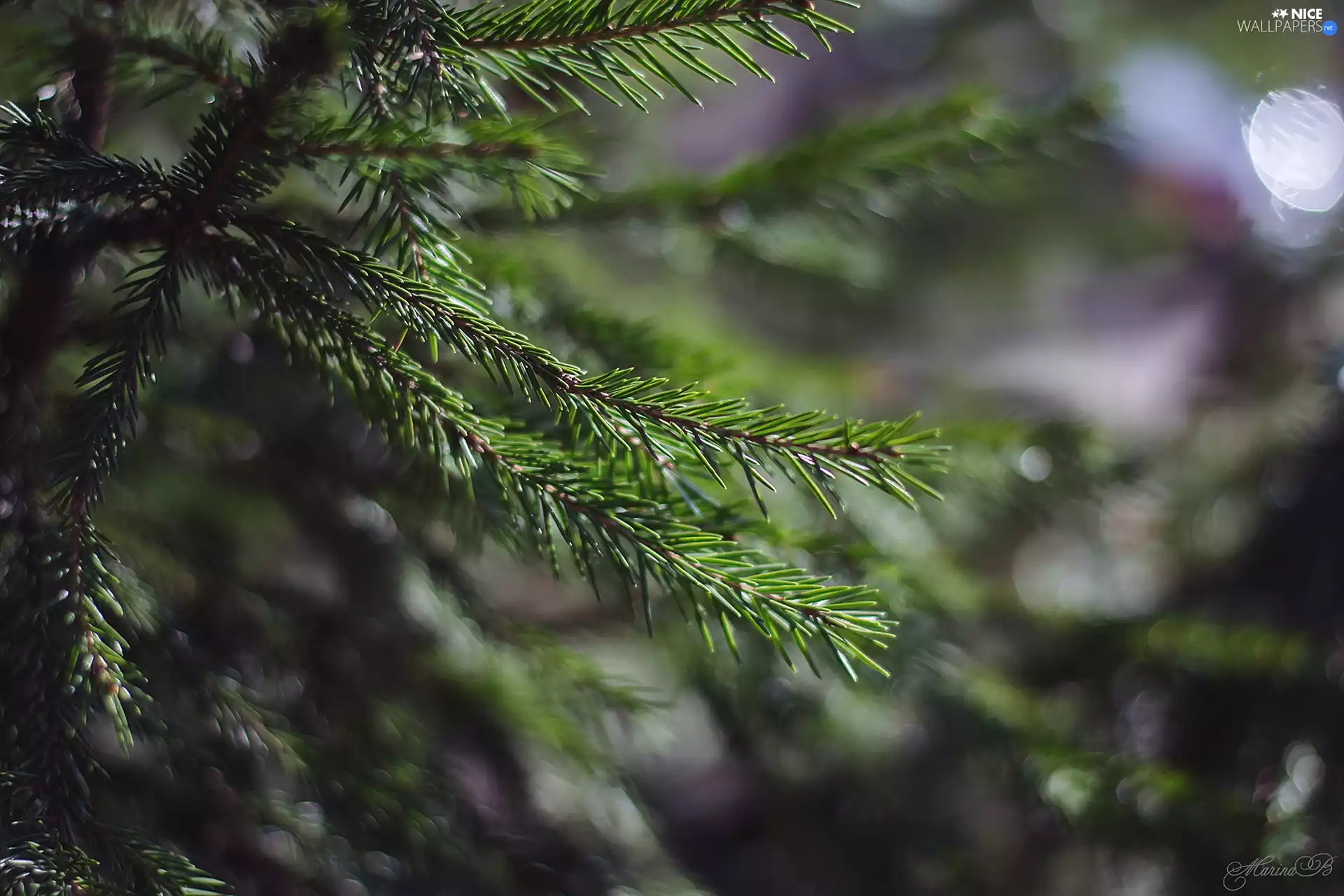 rapprochement, spruce, Twigs