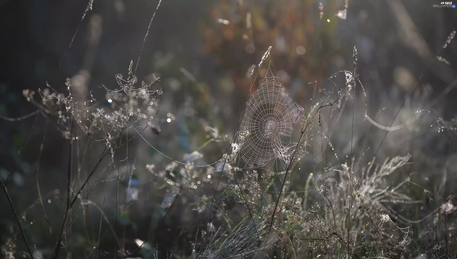 rapprochement, Plants, Web