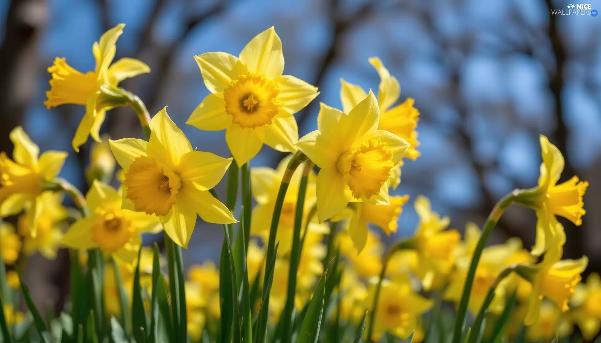 Jonquil, rapprochement, Yellow, Flowers, developed