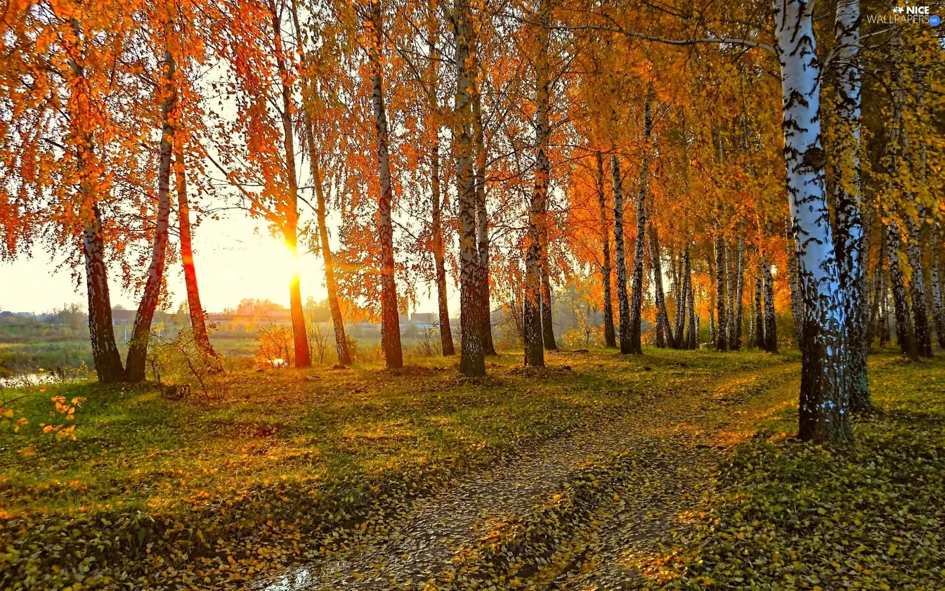 River, birch, sun, Leaf, forest, rays, autumn