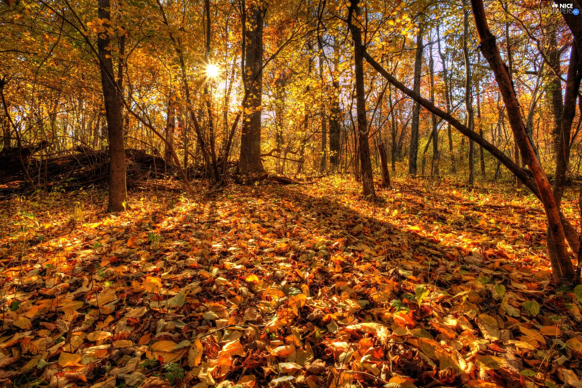 forest, rays of the Sun, autumn, Leaf
