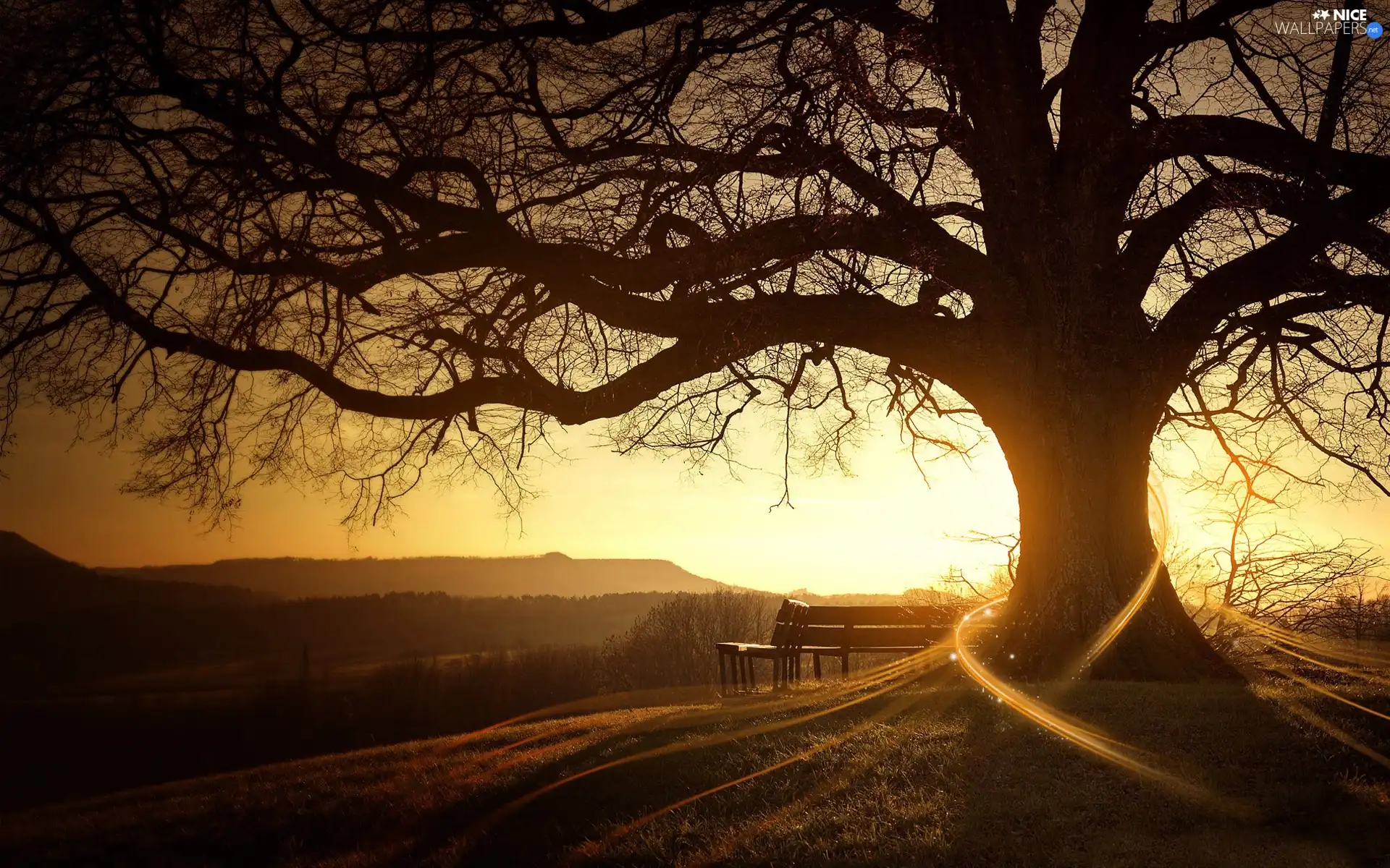 rays, trees, bench