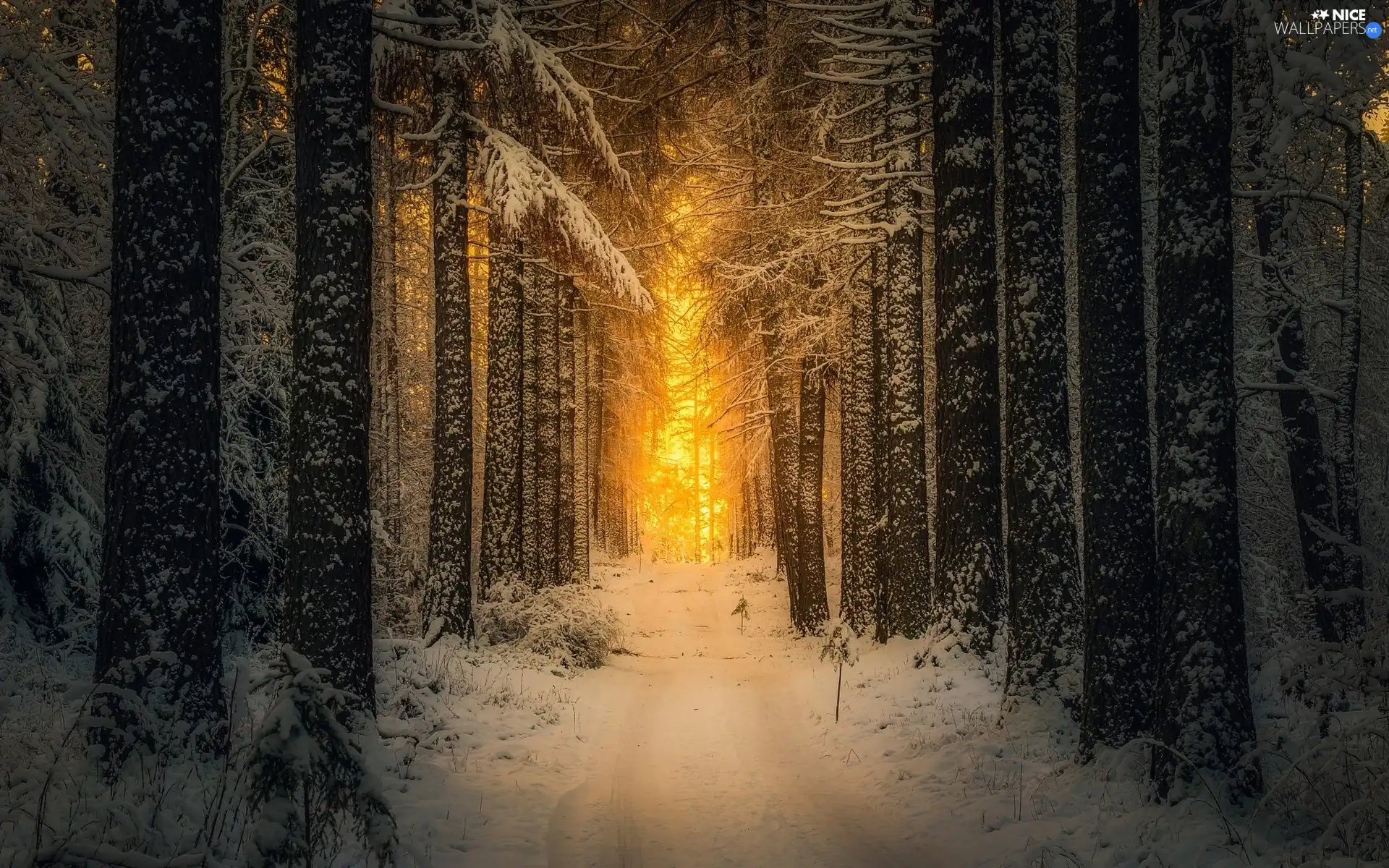 winter, rays of the Sun, forest, Way