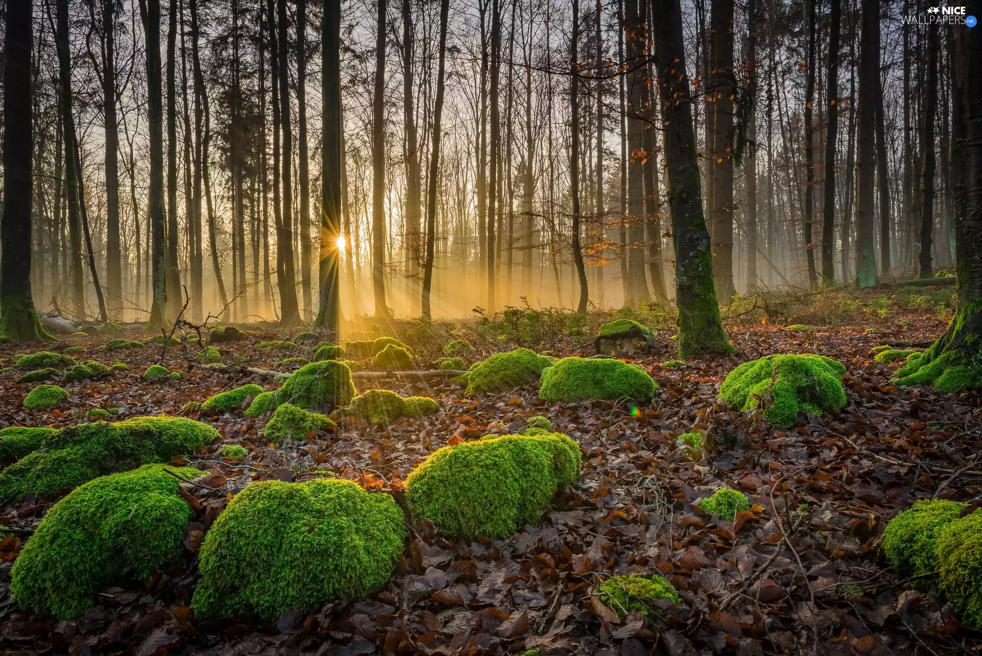 forest, rays of the Sun