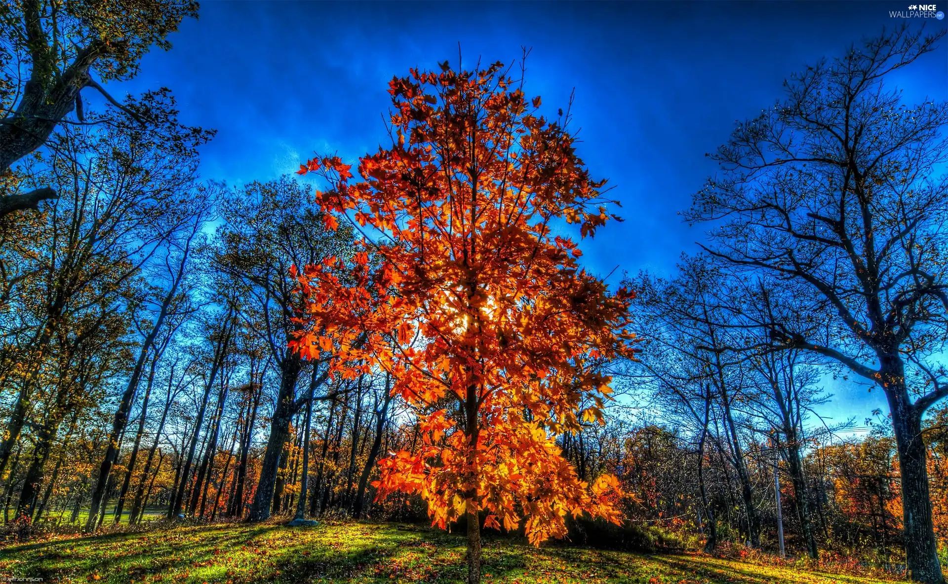 rays, sun, trees, viewes, autumn