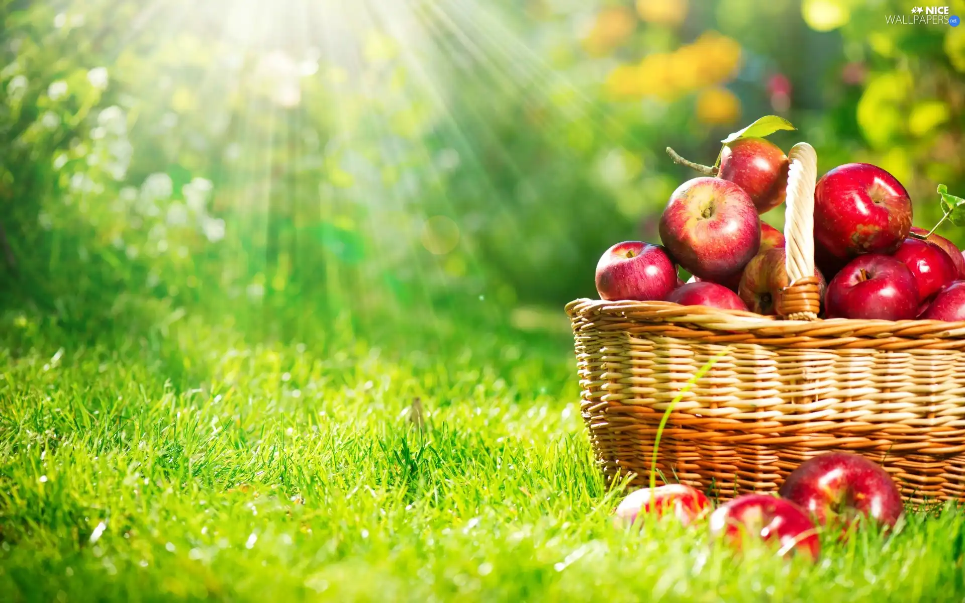 apples, Fruits, rays, sun, basket, autumn