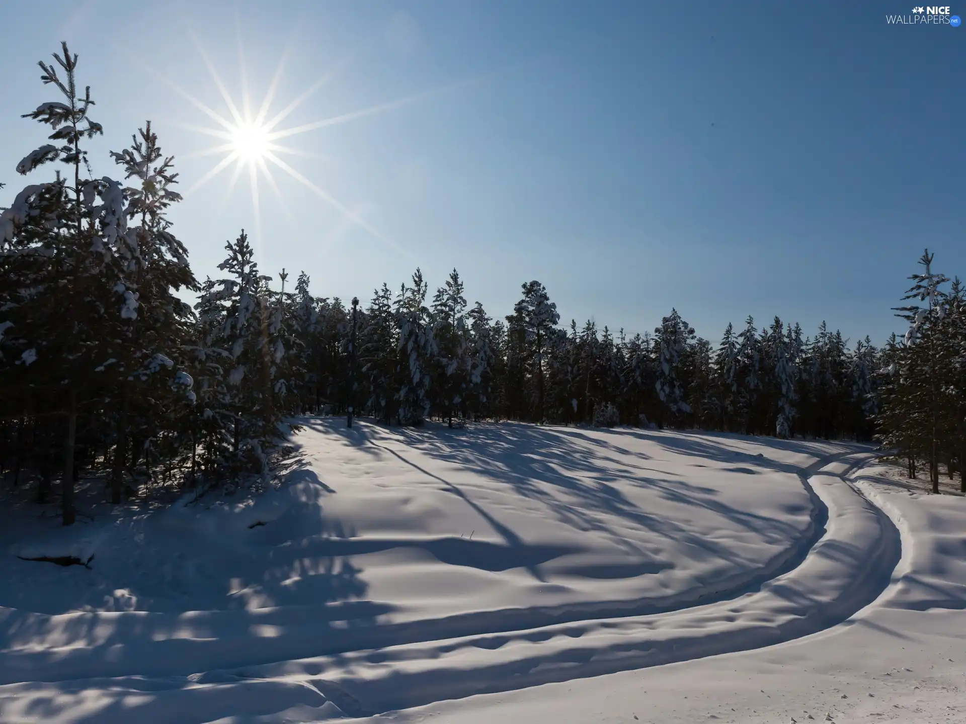 rays, sun, snow, ruts, forest