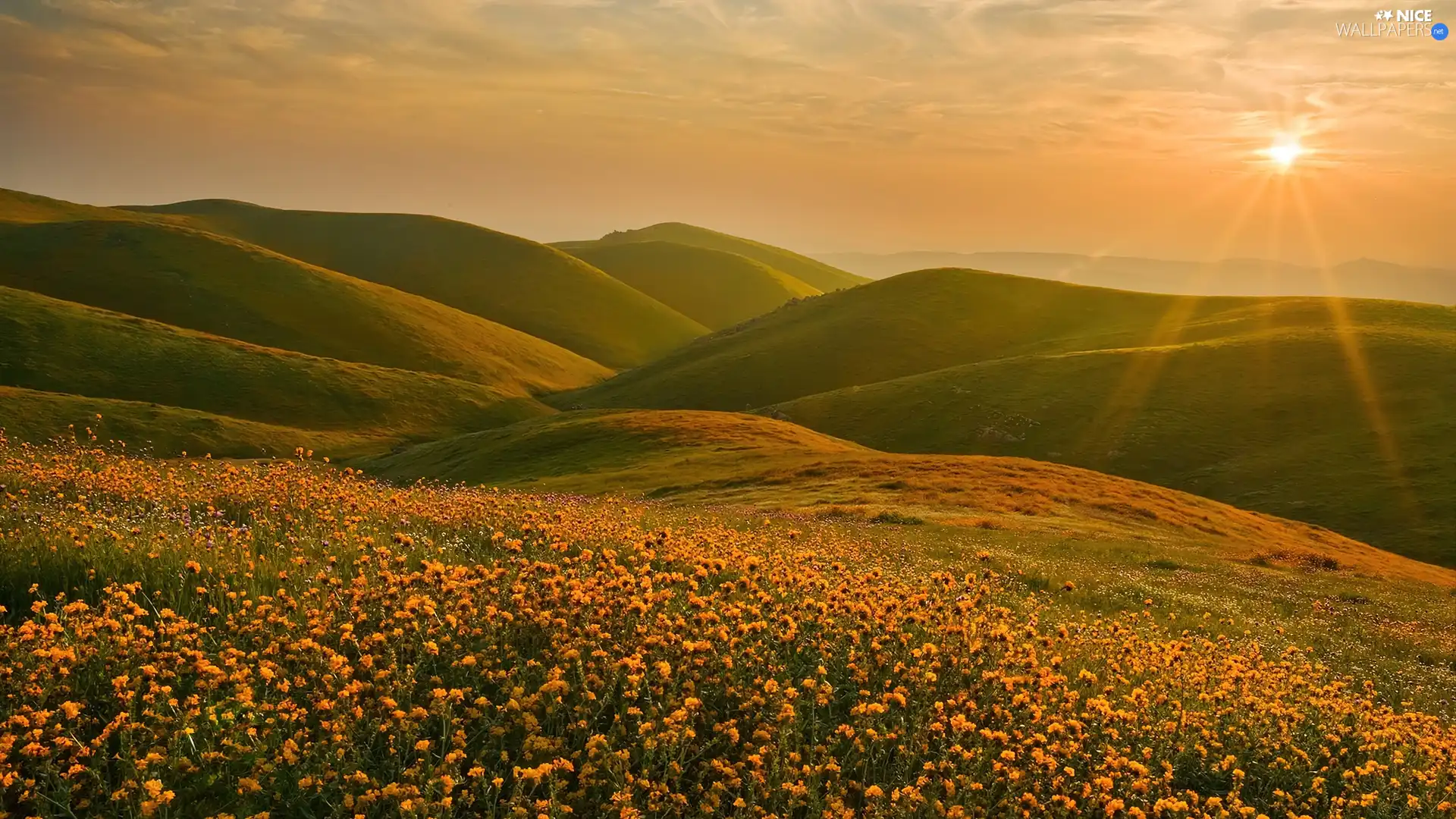 rays, sun, Meadow, dandelions, Mountains