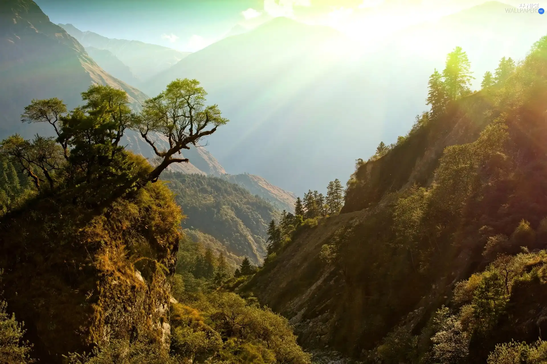 rays, sun, trees, viewes, Mountains