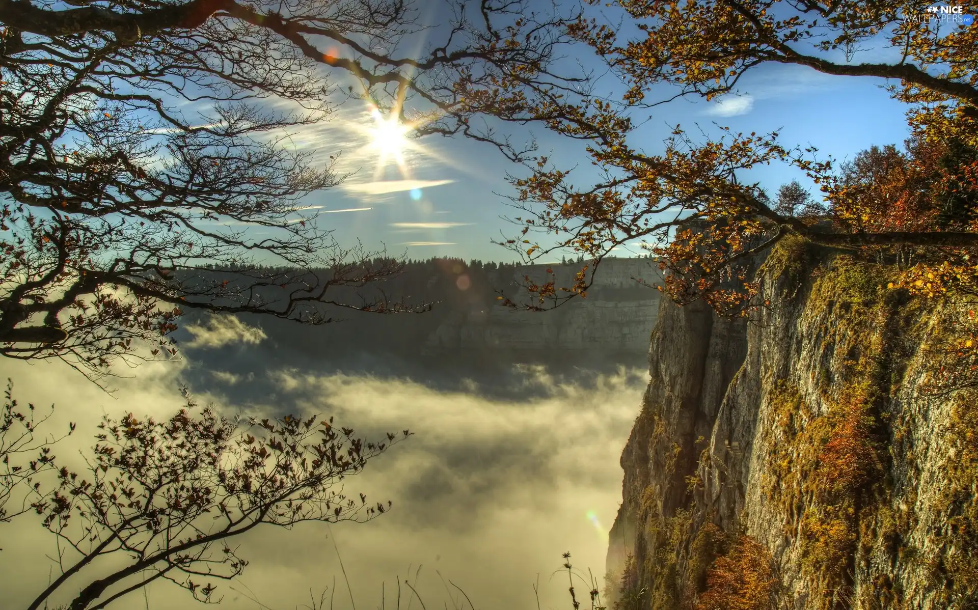 rays, sun, forest, Fog, Rocks