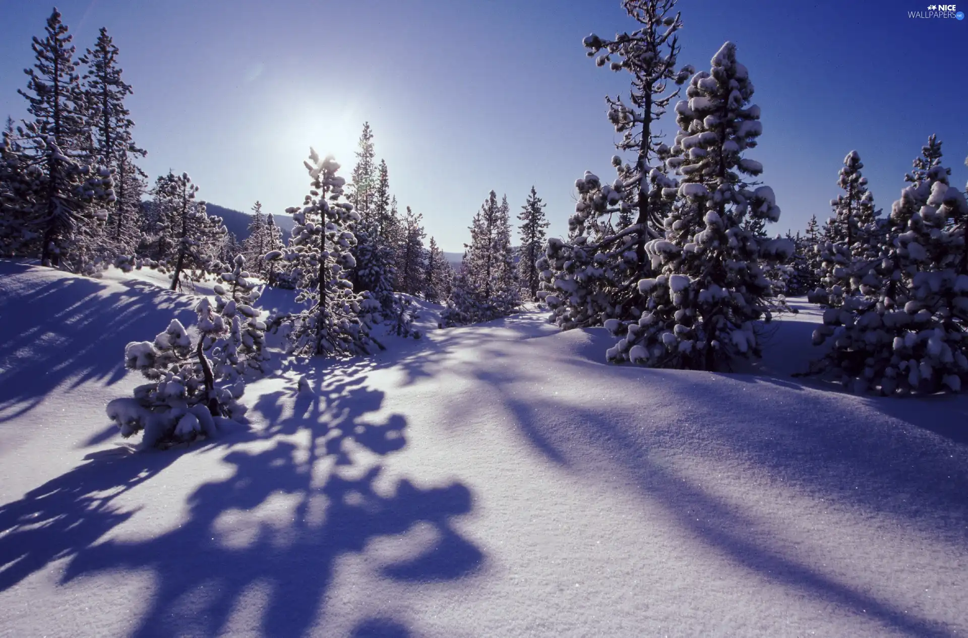 rays, sun, Covered, snow, Sapling