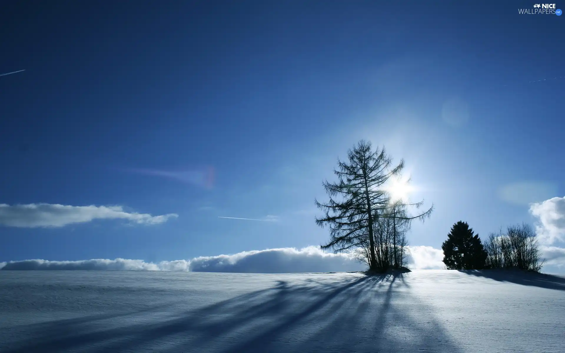 rays, sun, viewes, snow, trees