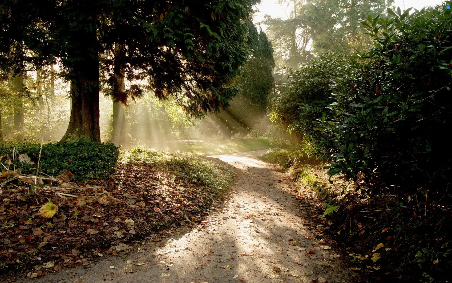 trees, forest, rays, sun, viewes, Way