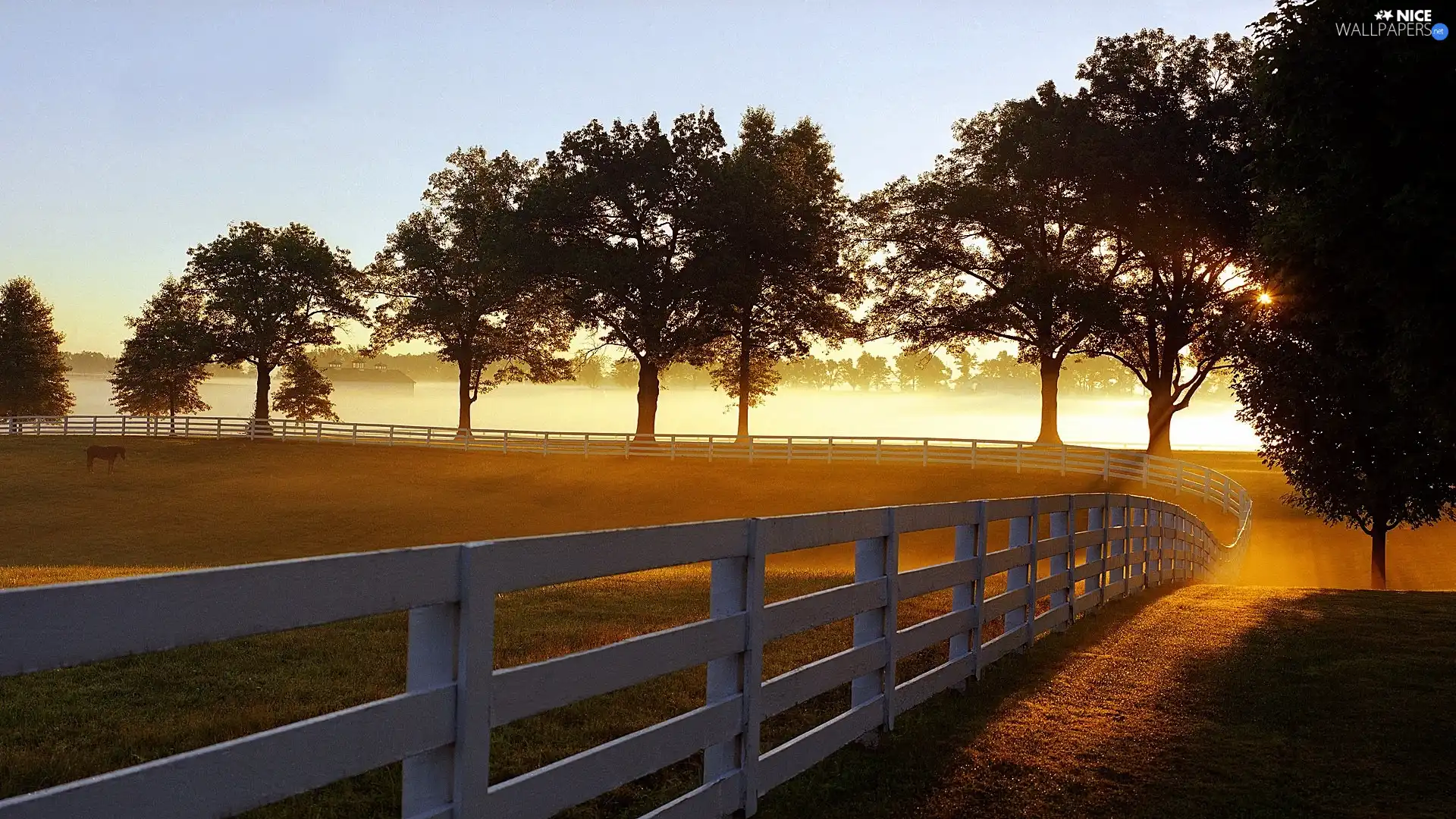 trees, Meadow, rays, sun, viewes, Fog